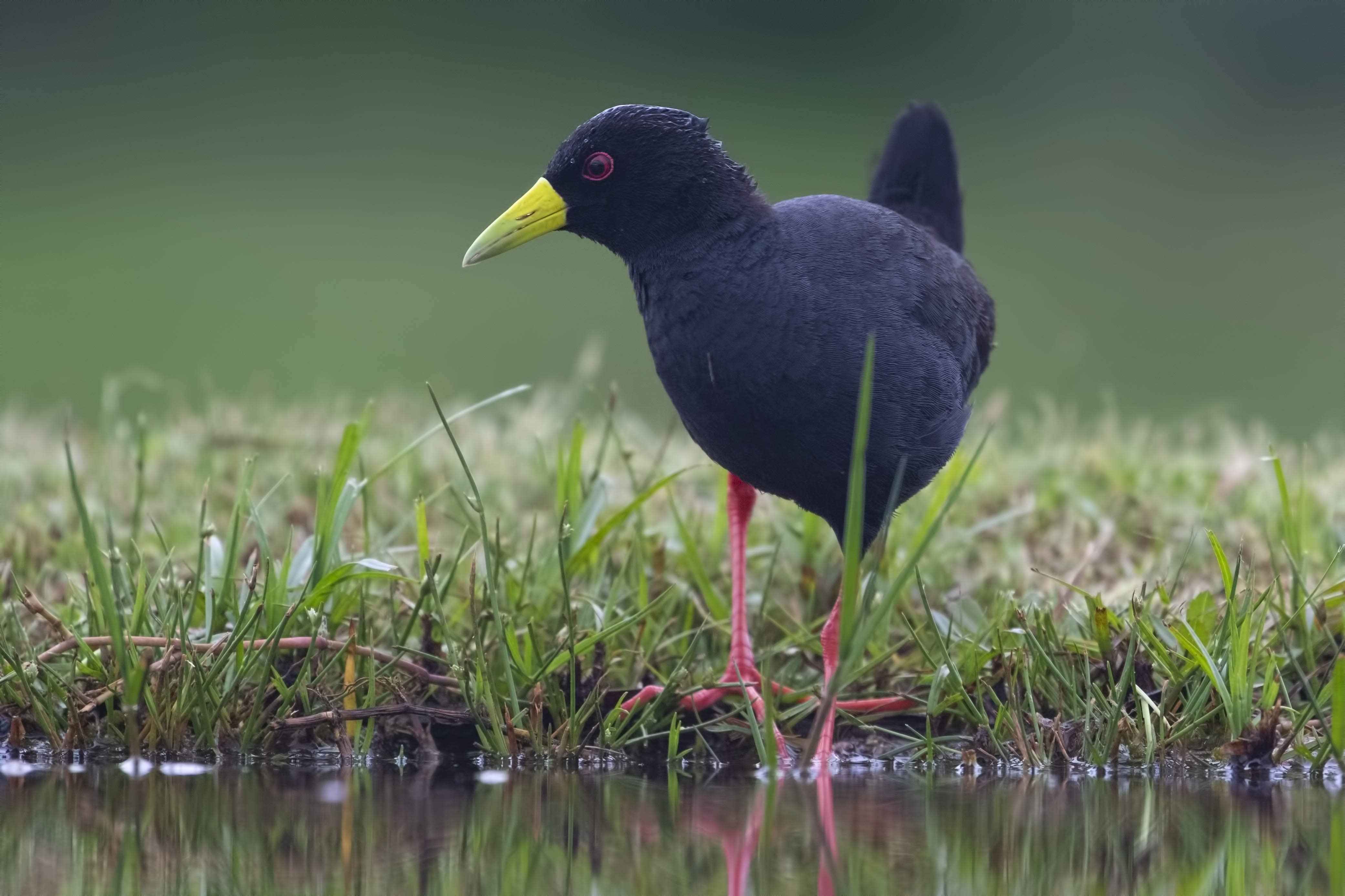 Black Crake
