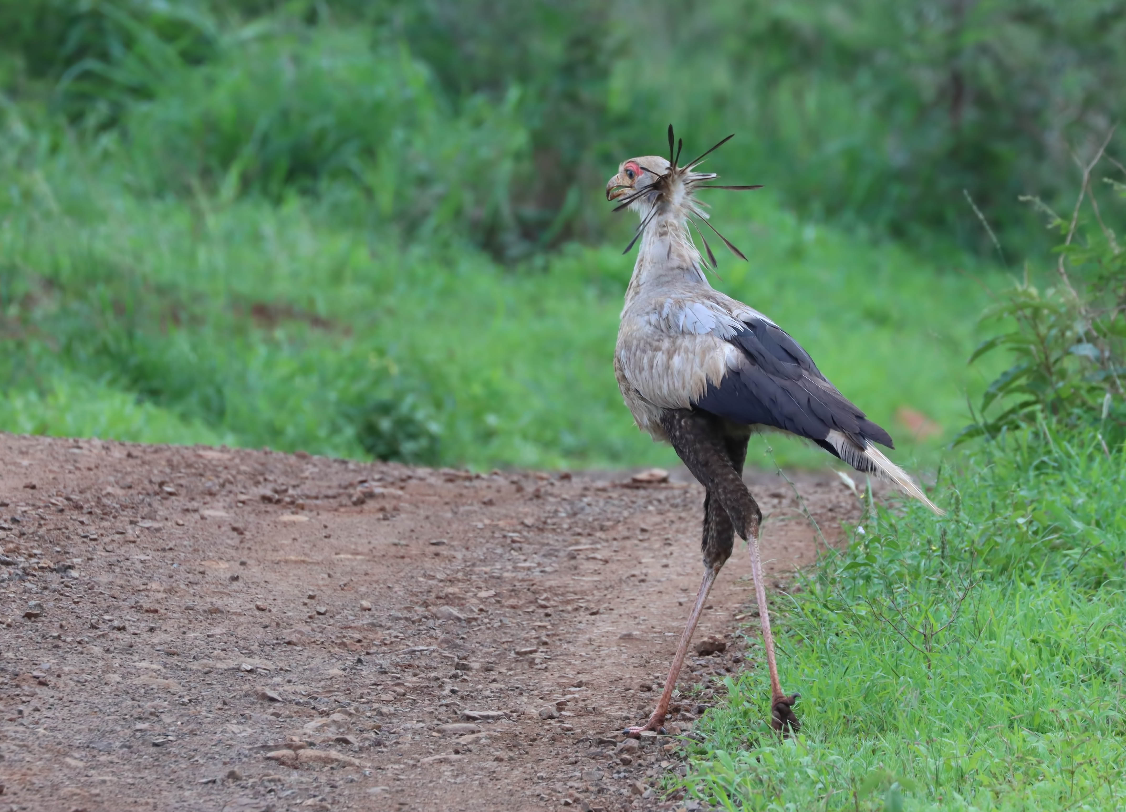 Secretarybird — Ana fotoğraf