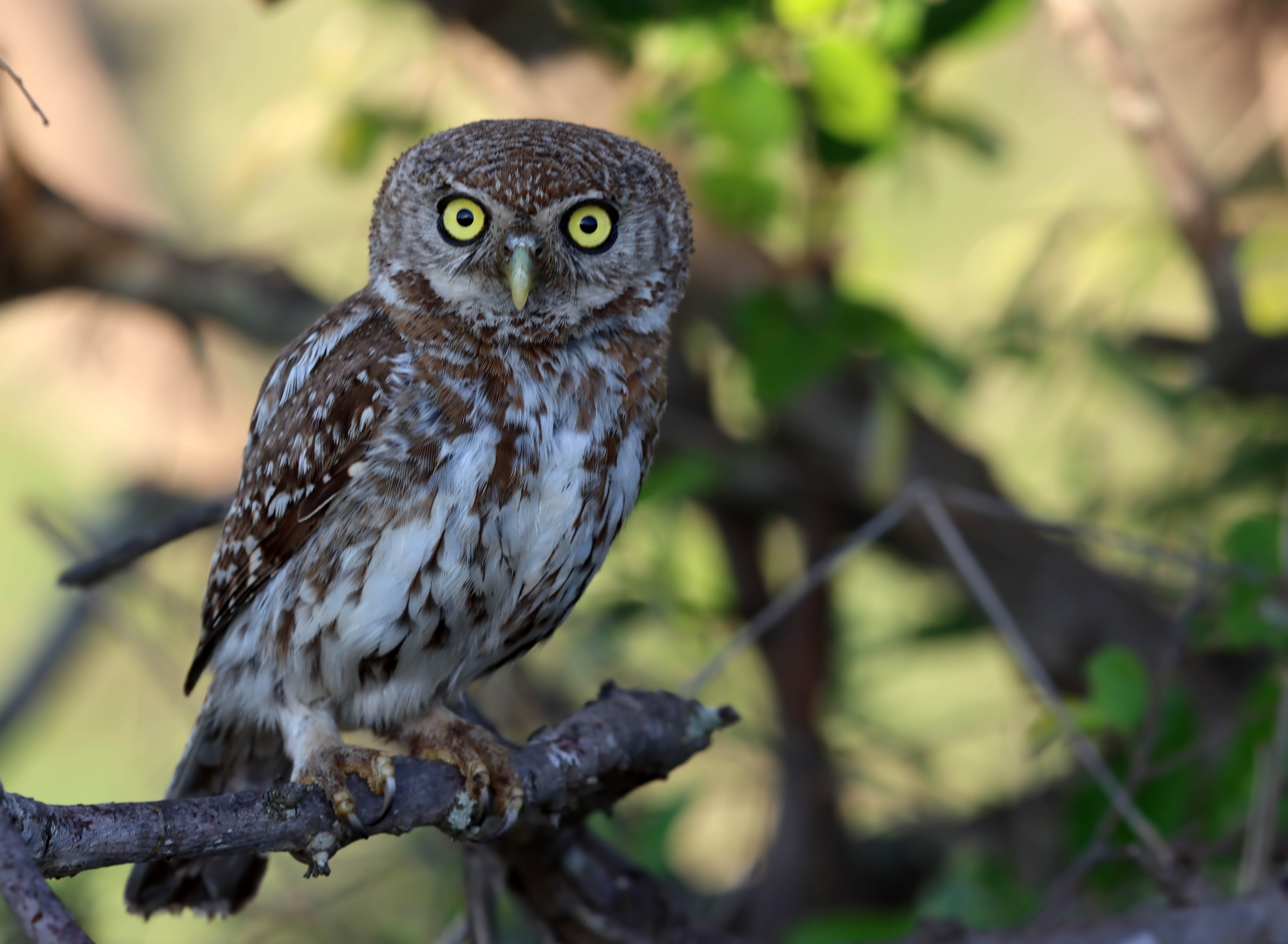Pearl-spotted Owlet