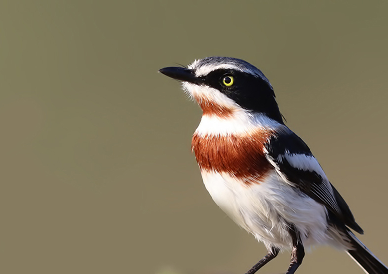Chinspot Batis