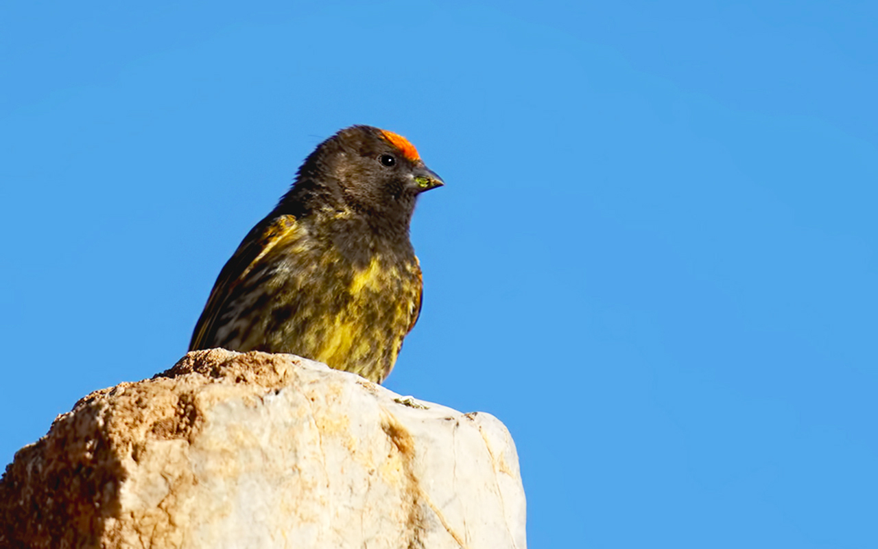 Fire-fronted Serin