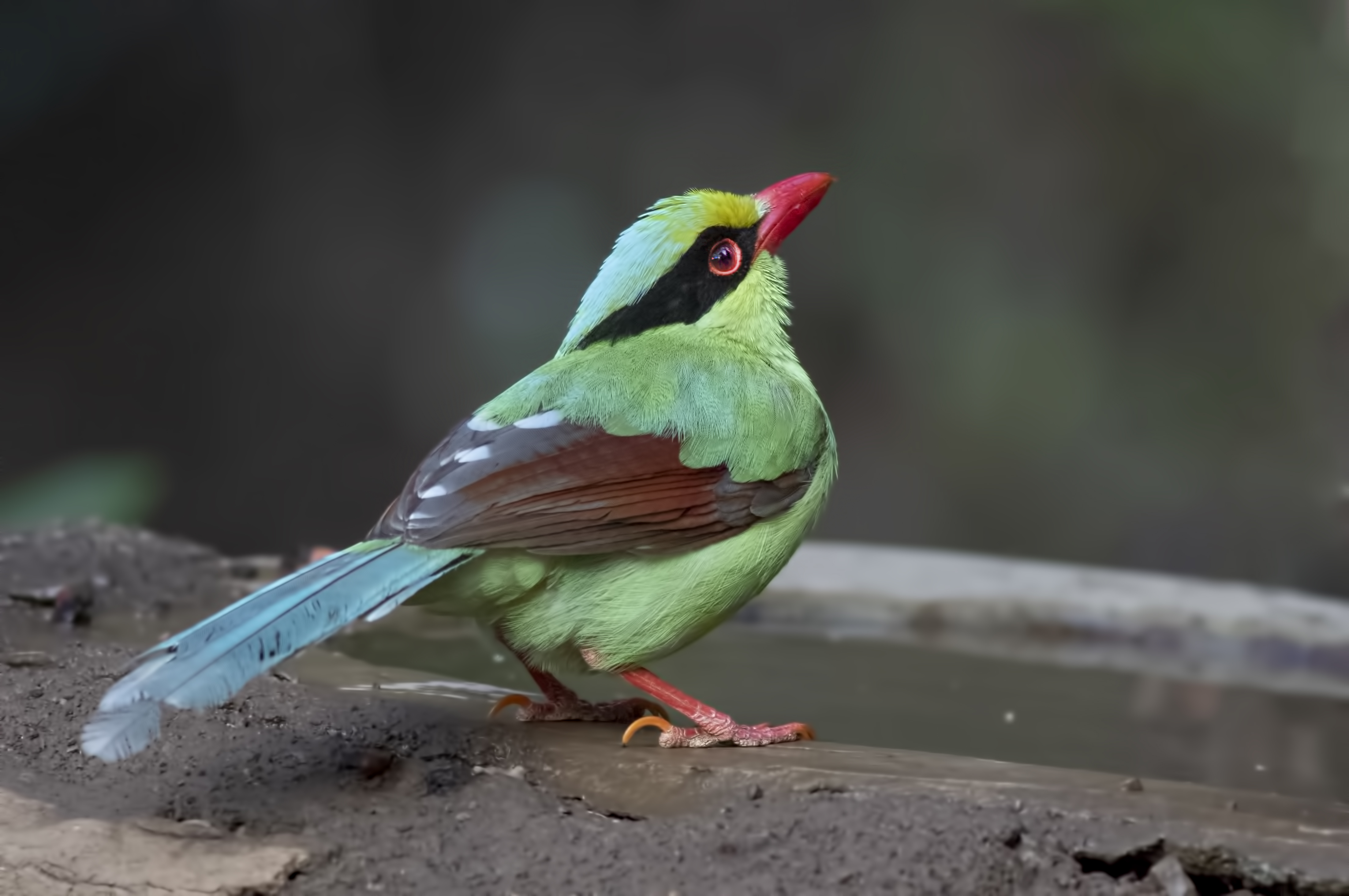 Common Green-Magpie — Ana fotoğraf