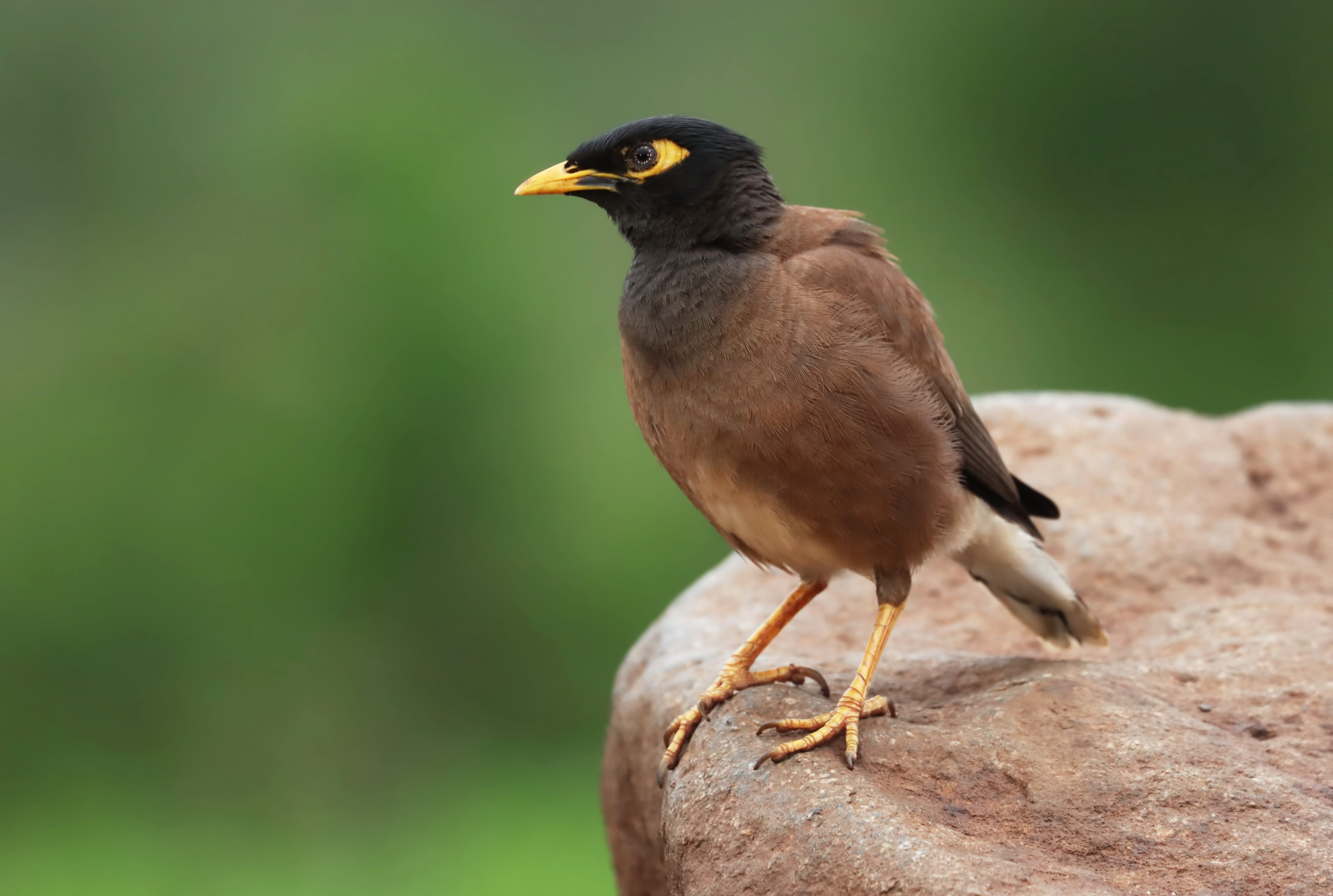 Common Myna