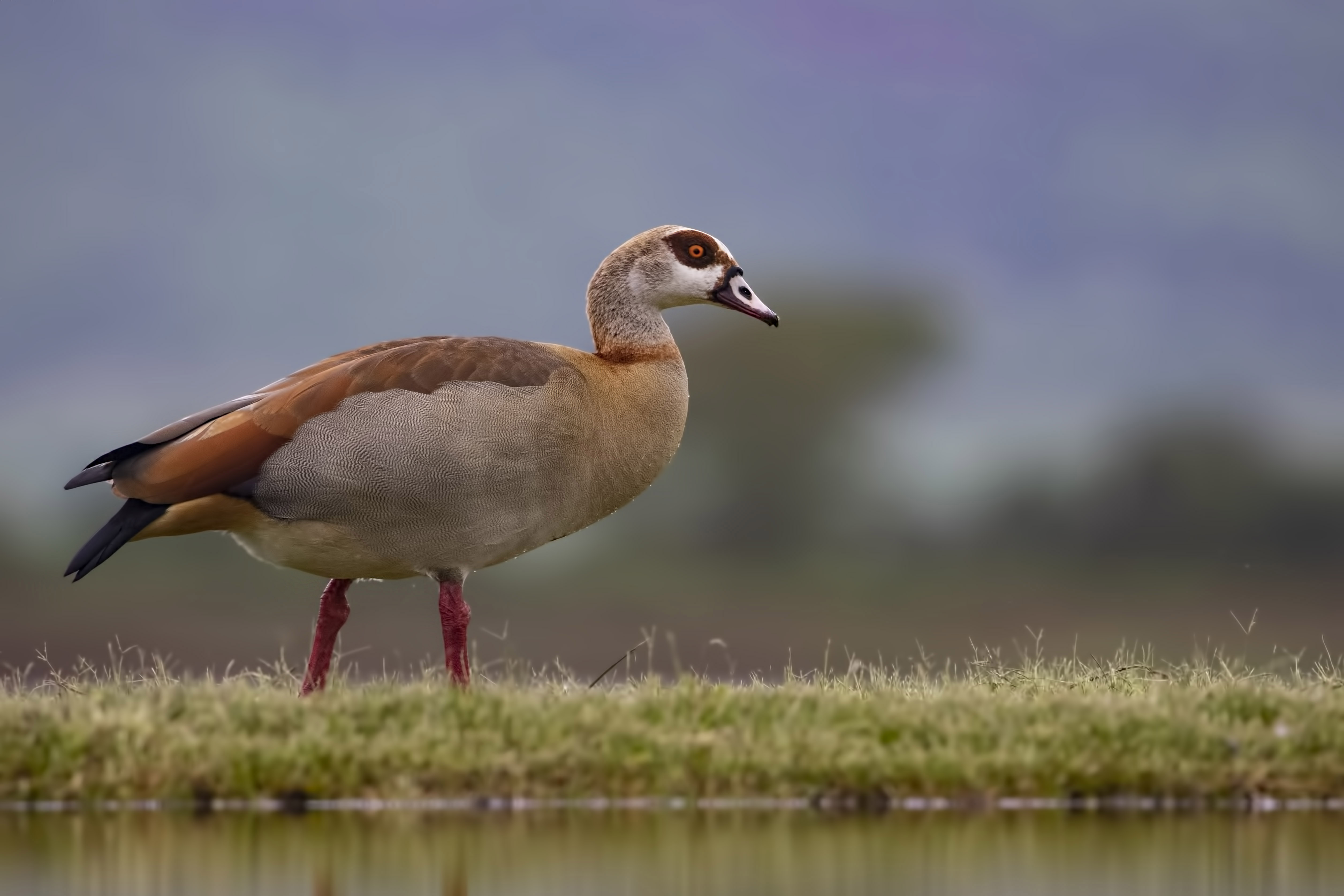 Egyptian Goose