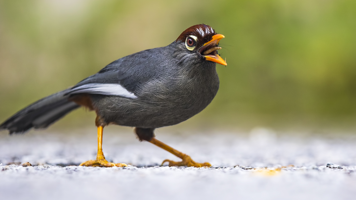 Chestnut-capped Thrush