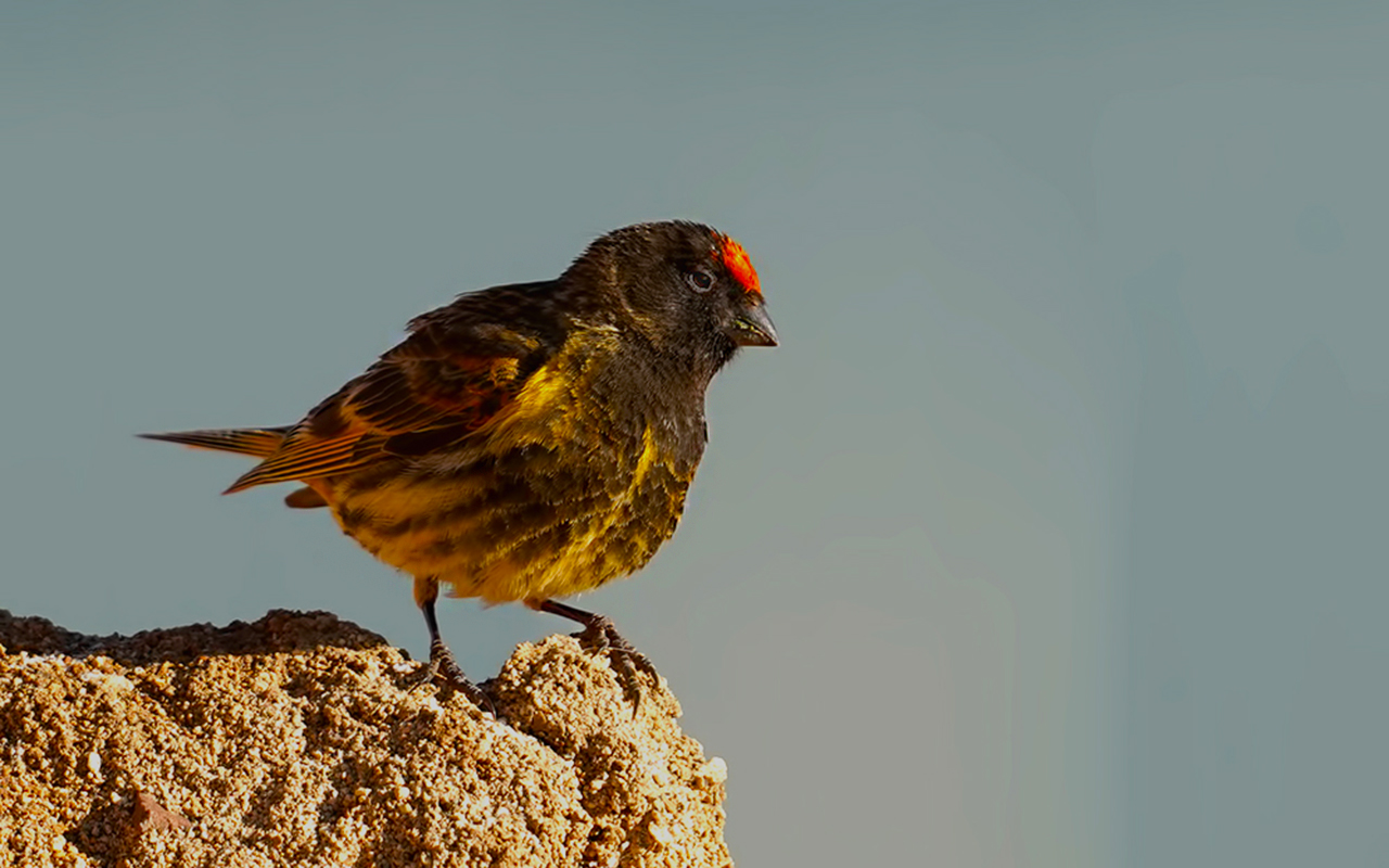 Fire-fronted Serin