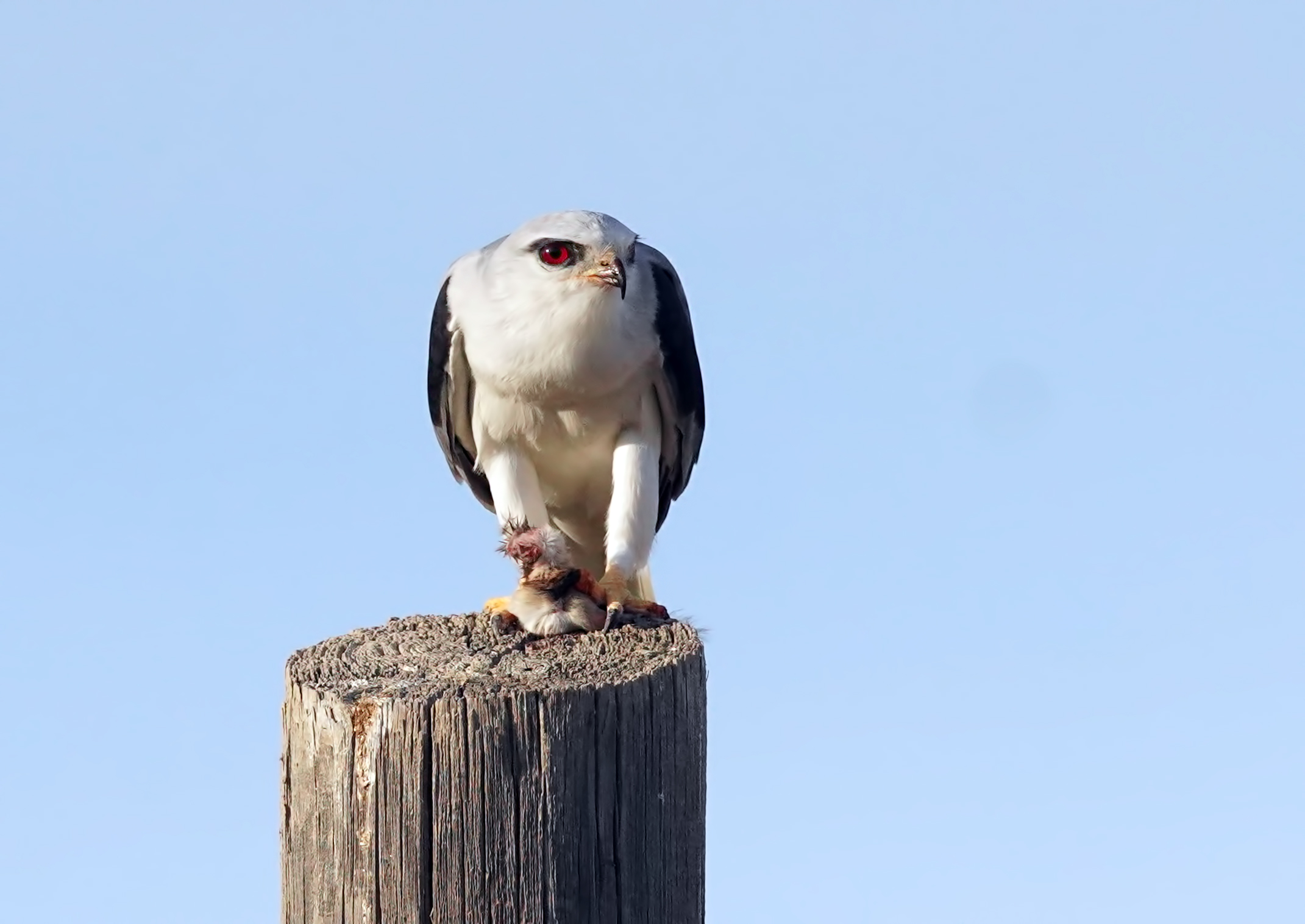 Black-winged Kite