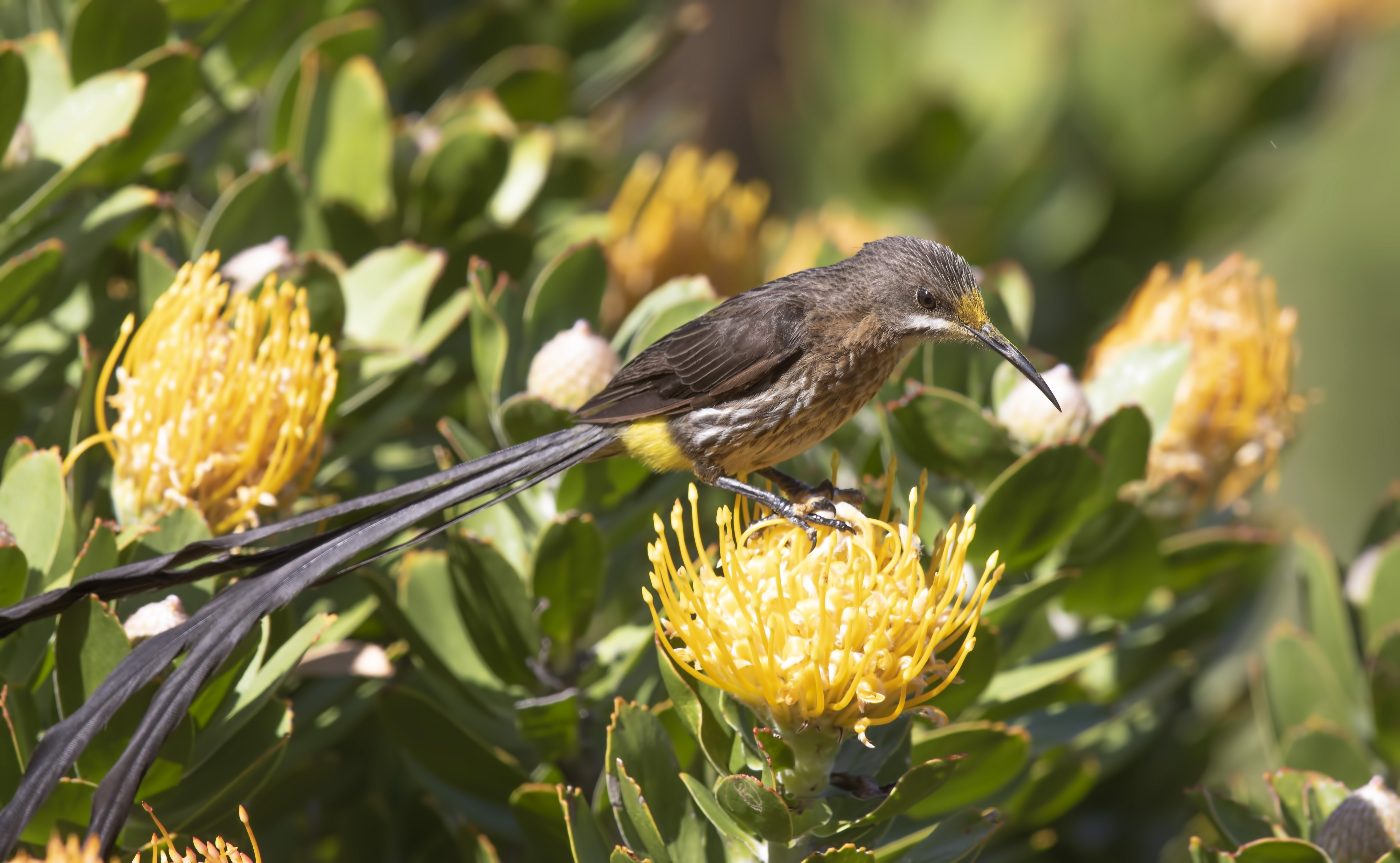 Cape Sugarbird — Ana fotoğraf