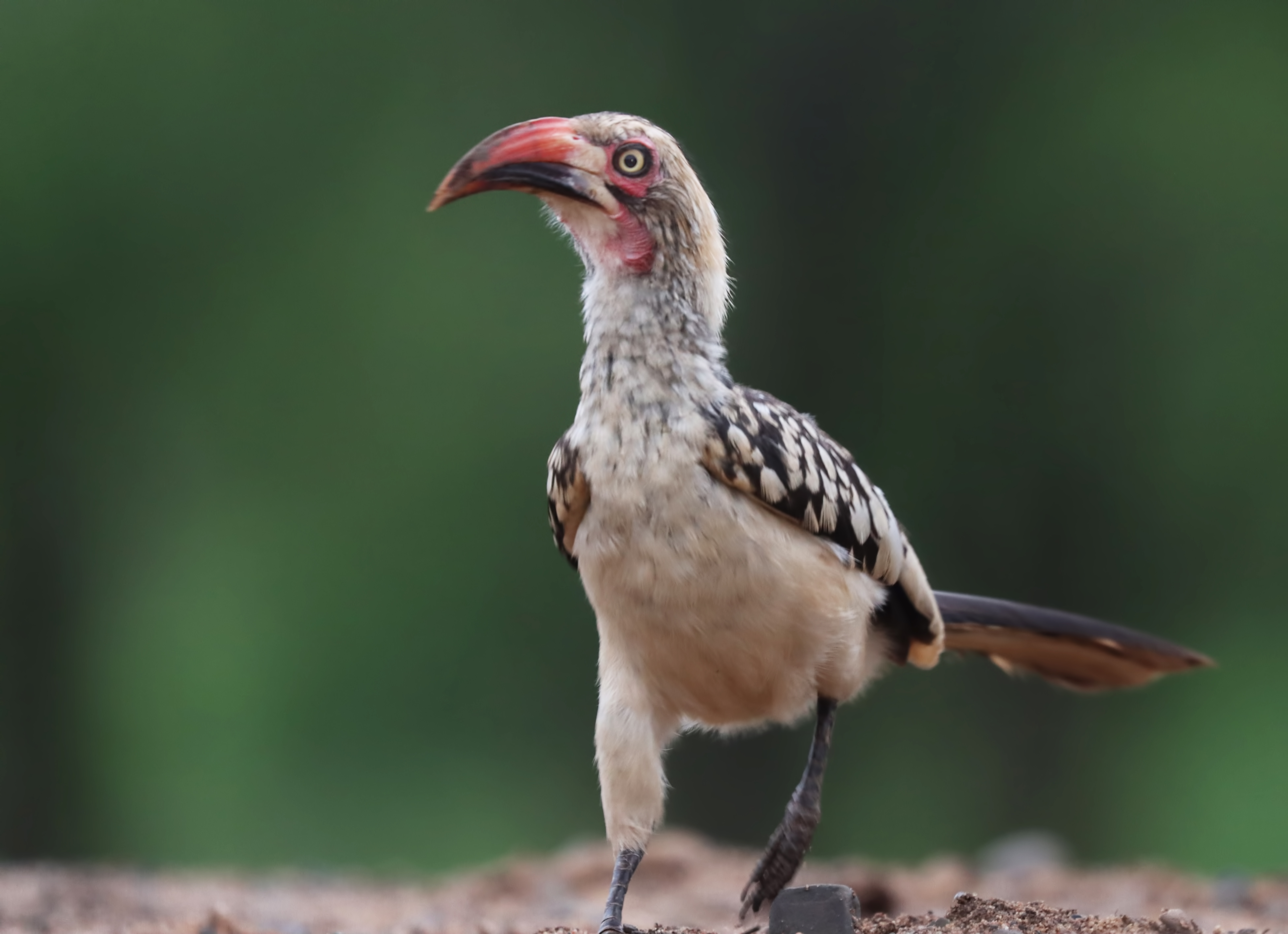 Southern Red-billed Hornbill — Ana fotoğraf