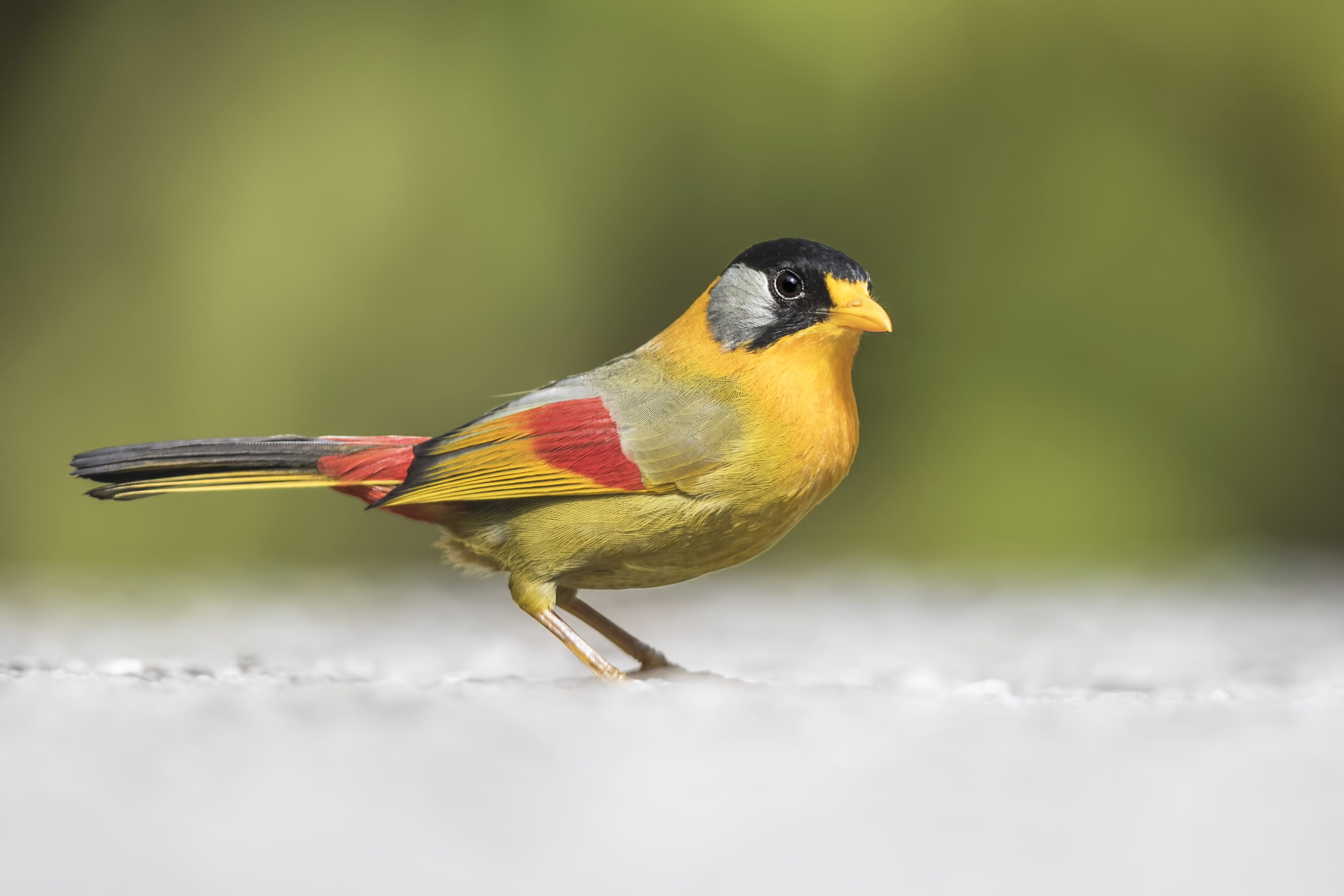 Silver-eared Mesia — Ana fotoğraf