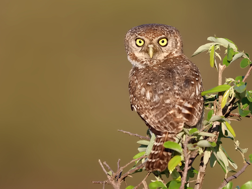 Pearl-spotted Owlet