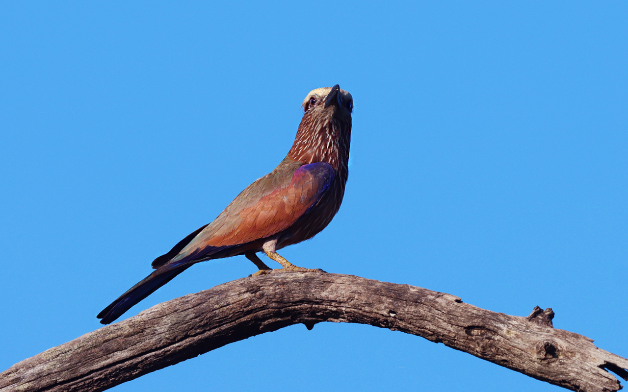 Rufous-crowned Roller