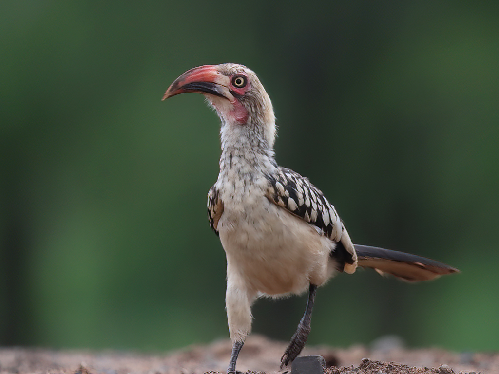Southern Red-billed Hornbill
