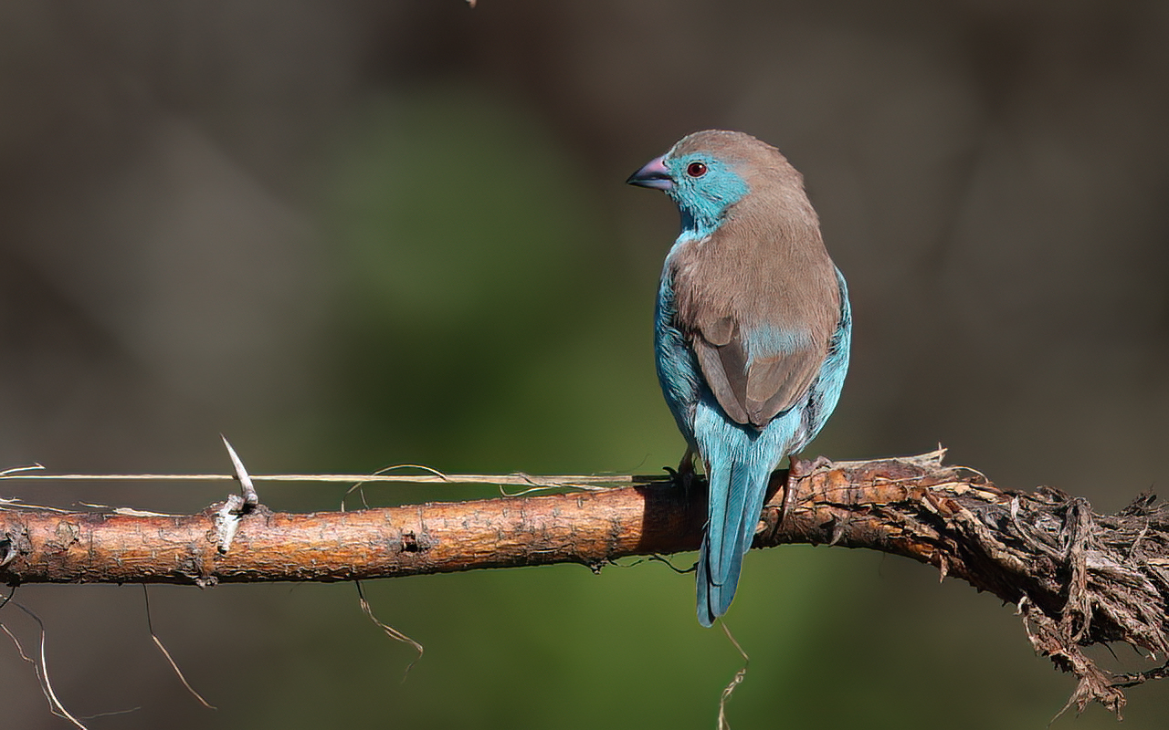 Southern Cordonbleu