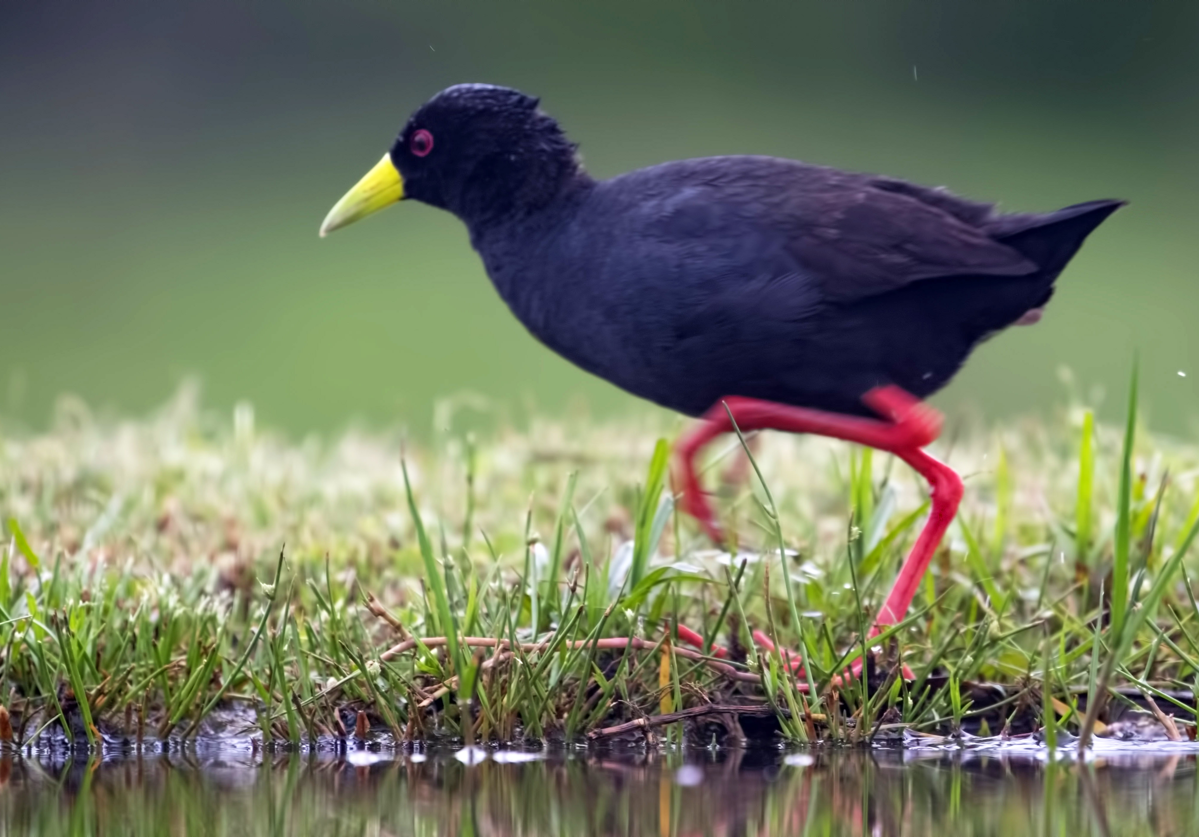 Black Crake — Ana fotoğraf