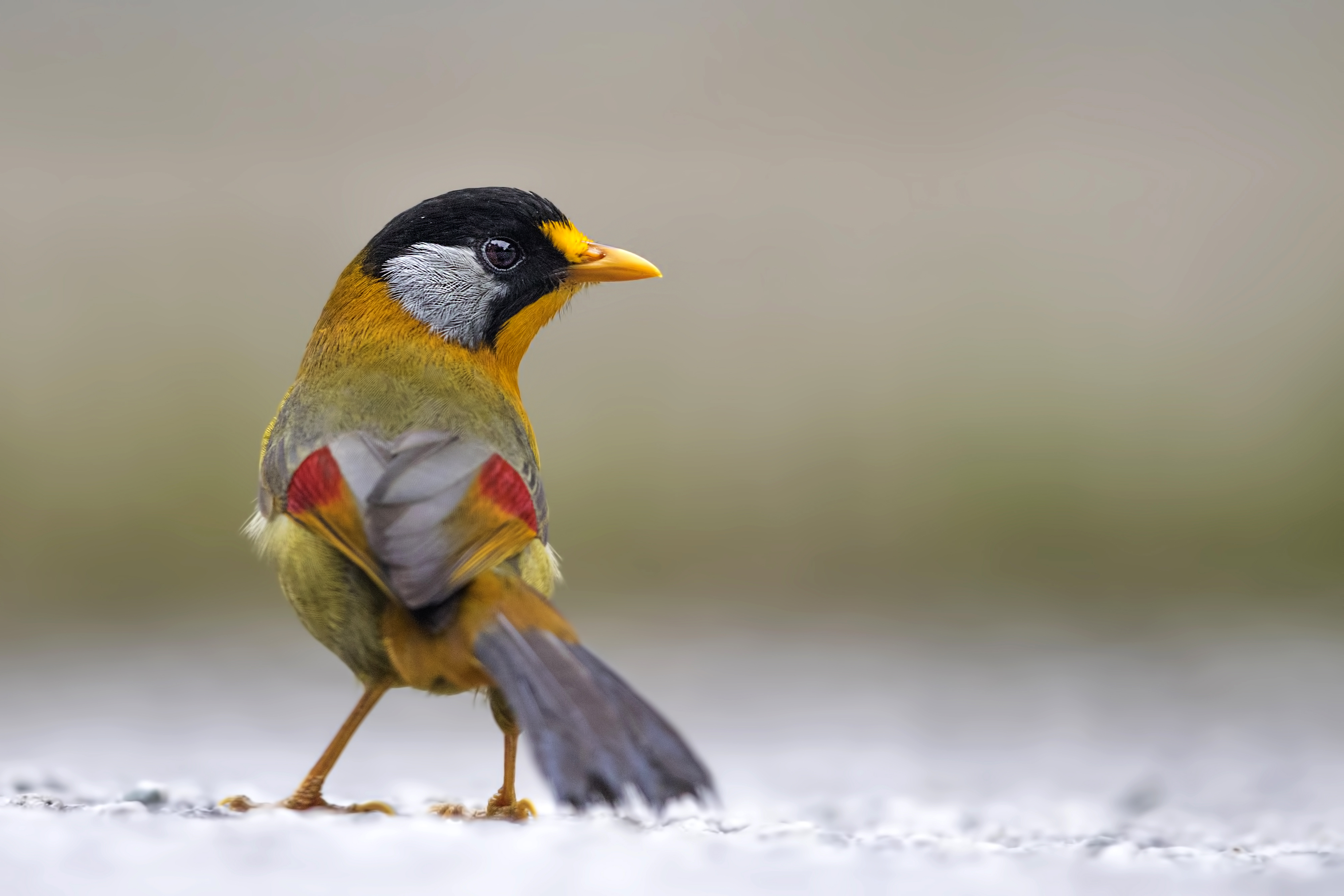 Silver-eared Mesia