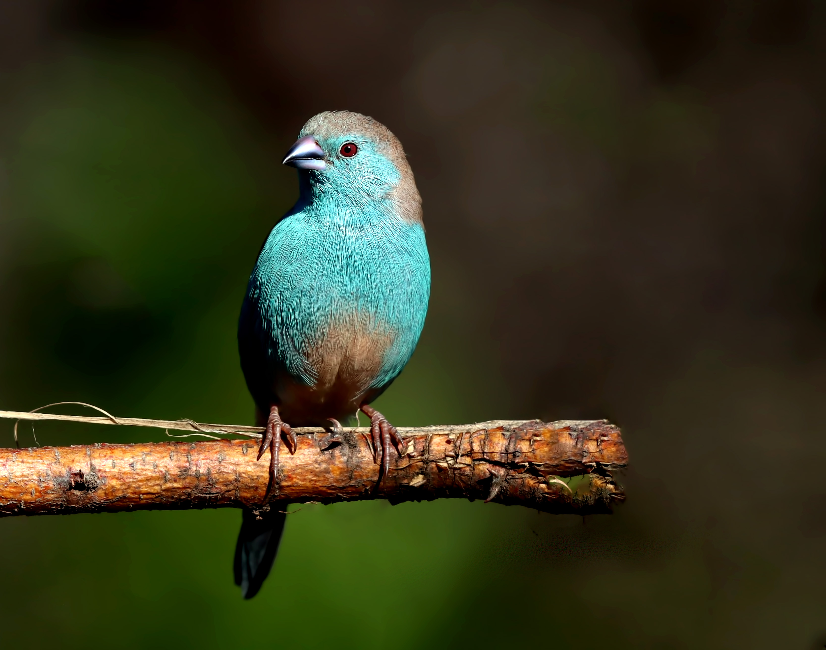 Southern Cordonbleu