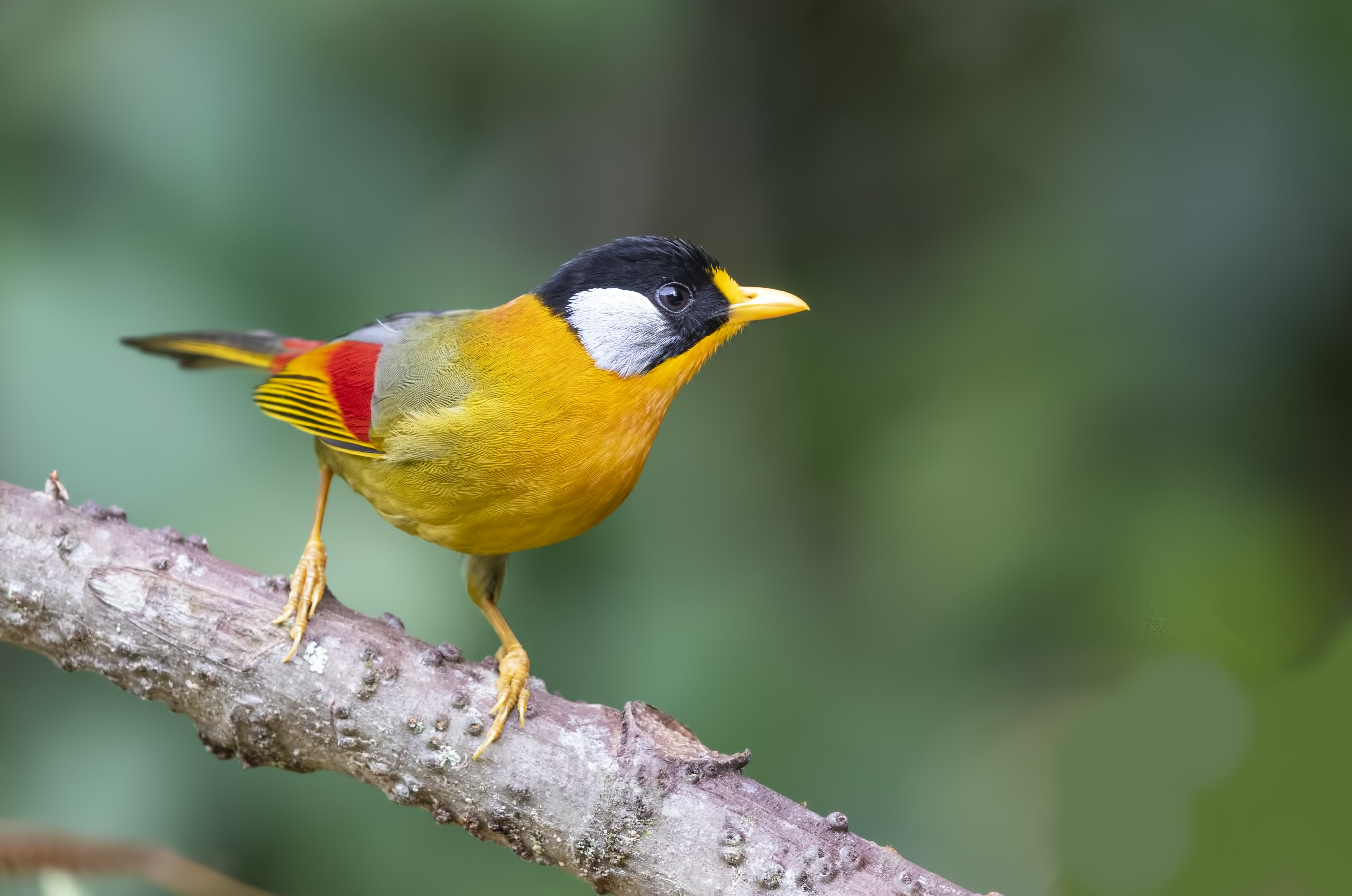 Silver-eared Mesia