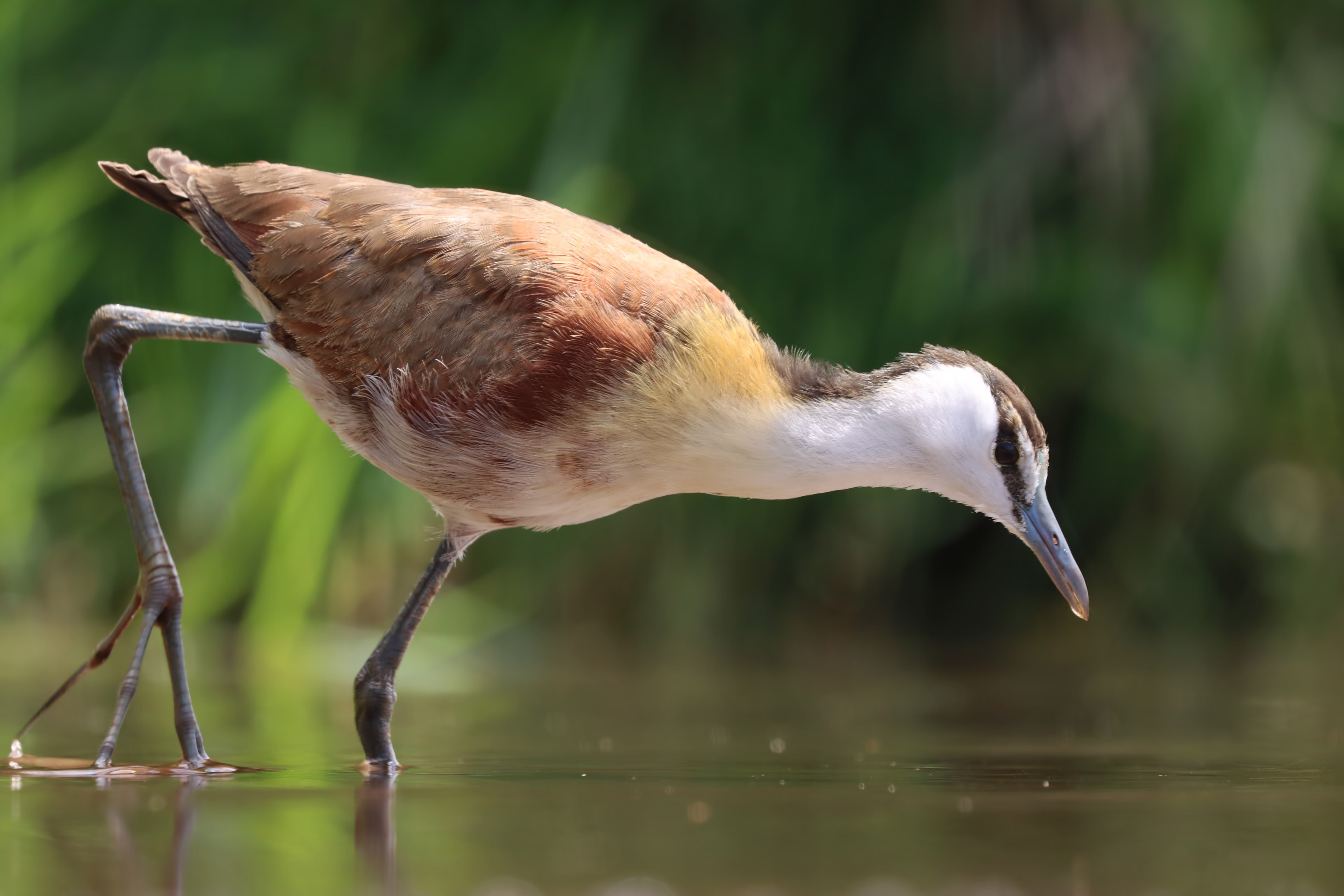 African Jacana — Ana fotoğraf