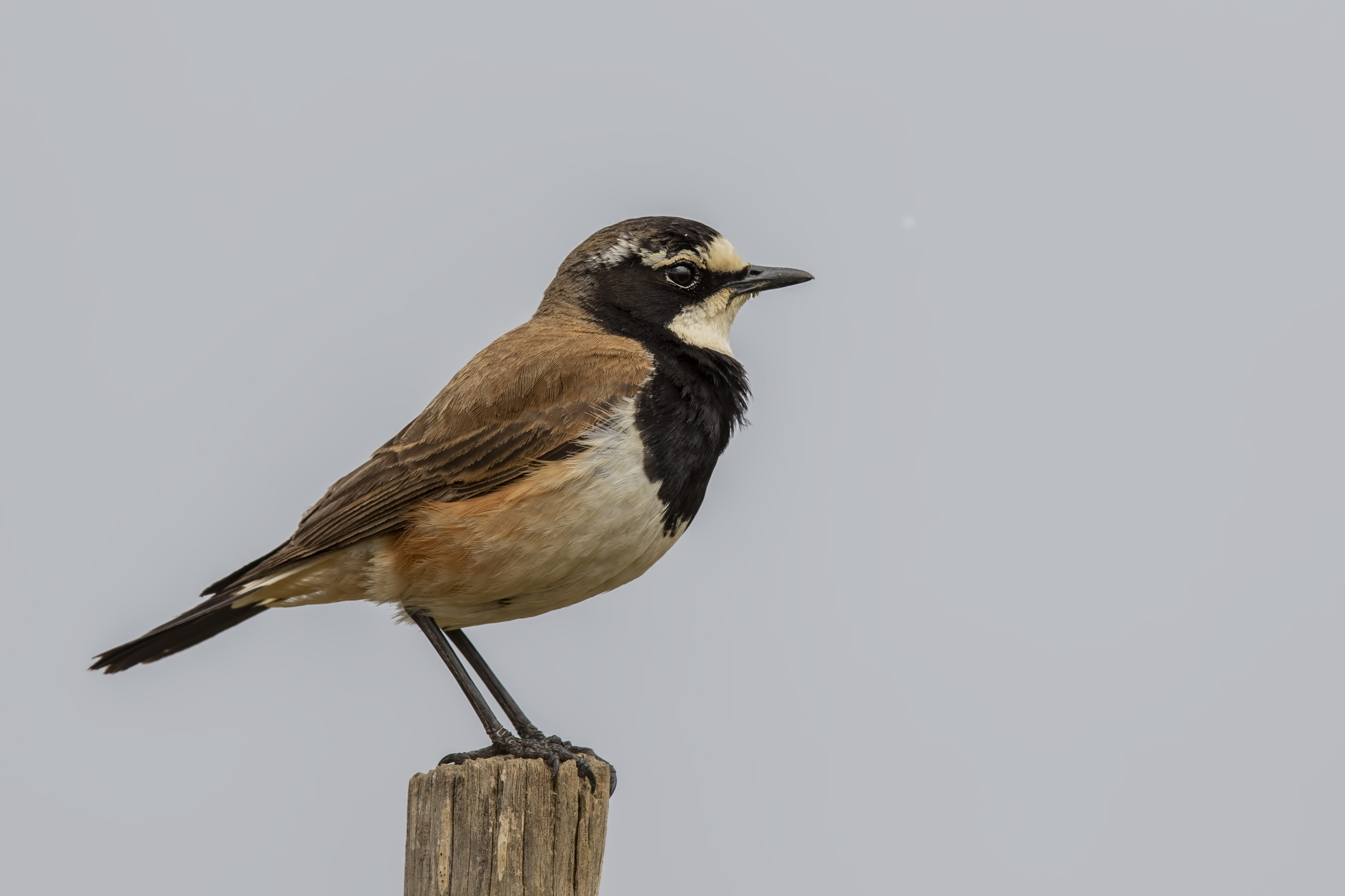 White-throated Robin-Chat
