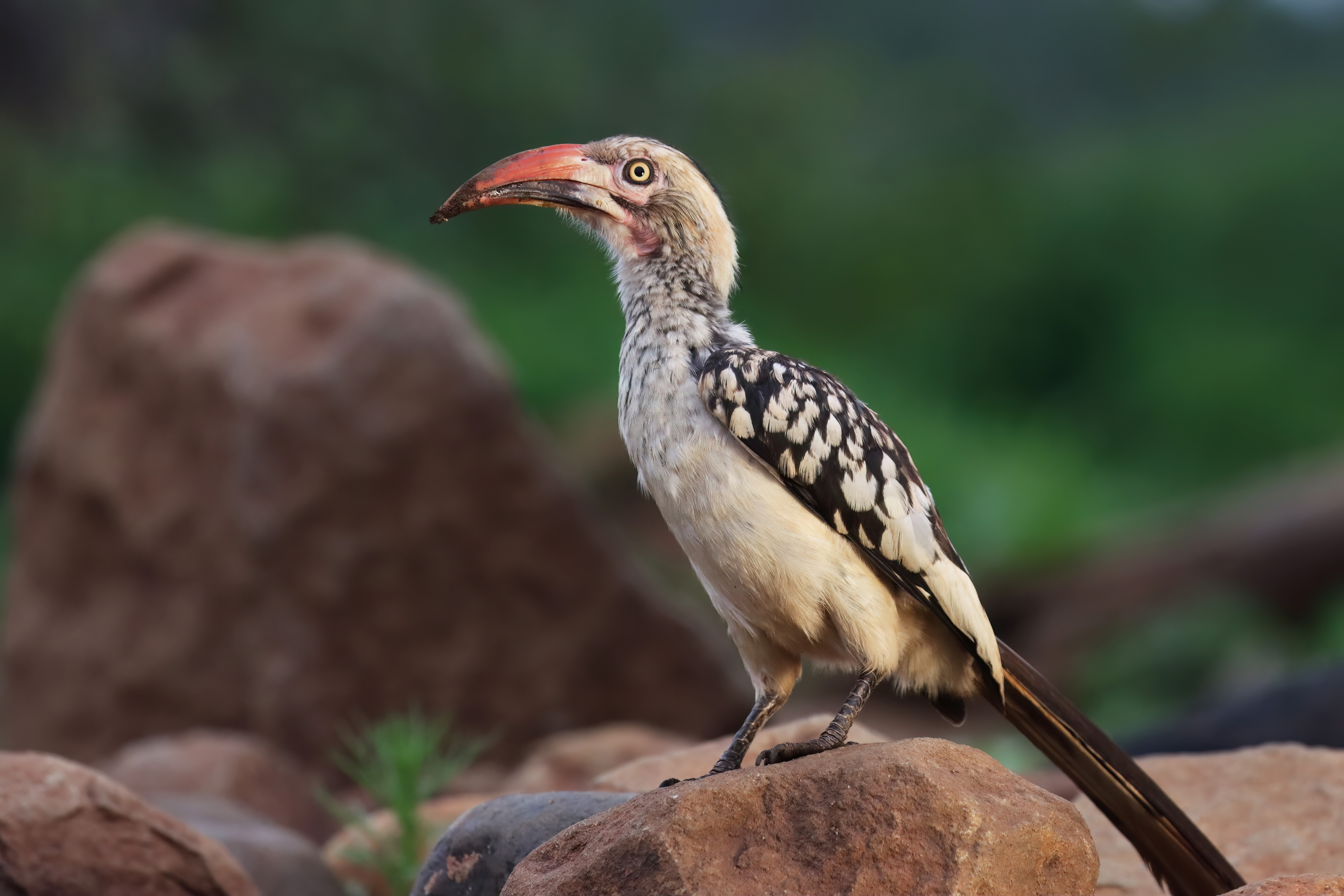 Southern Red-billed Hornbill