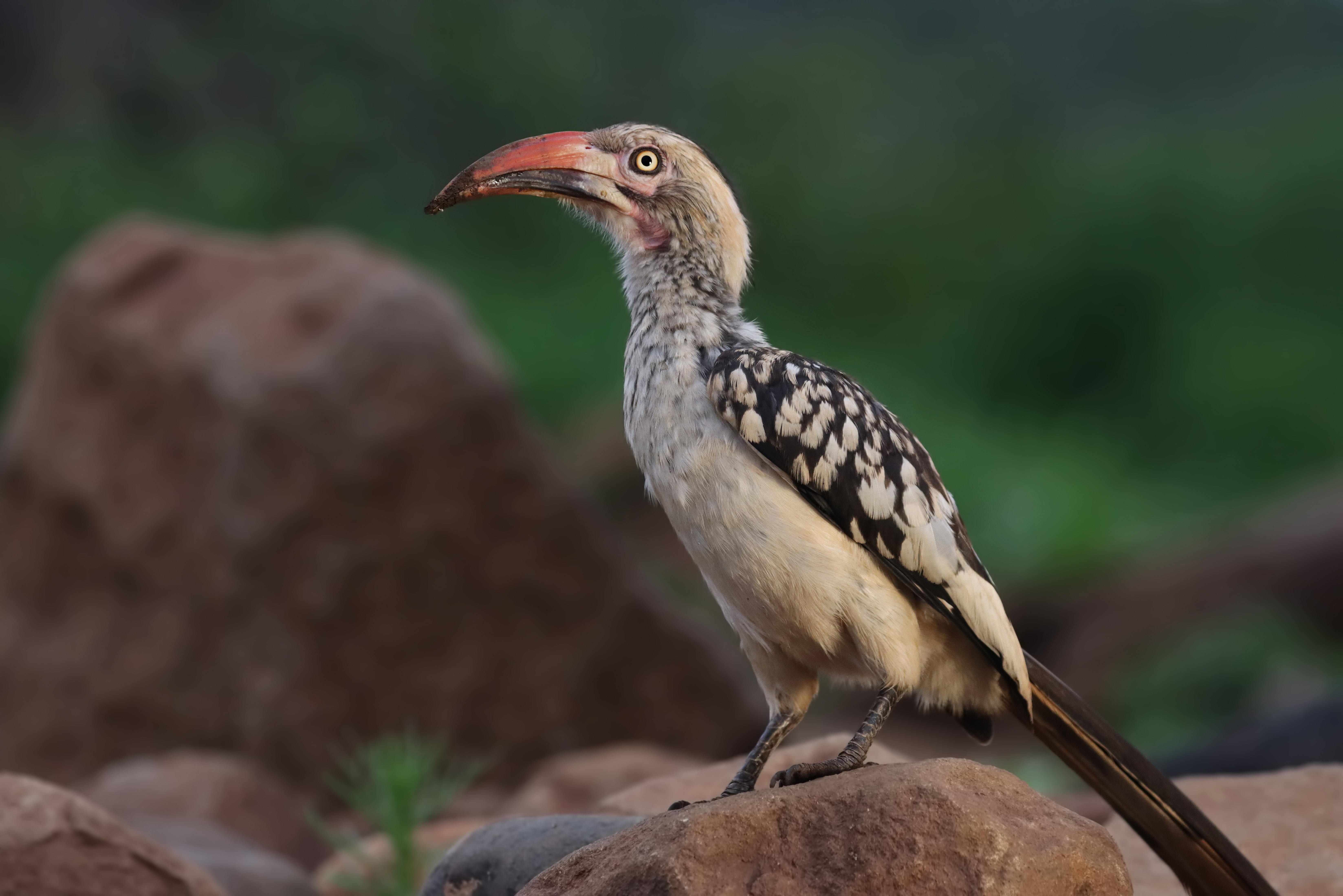 Southern Red-billed Hornbill