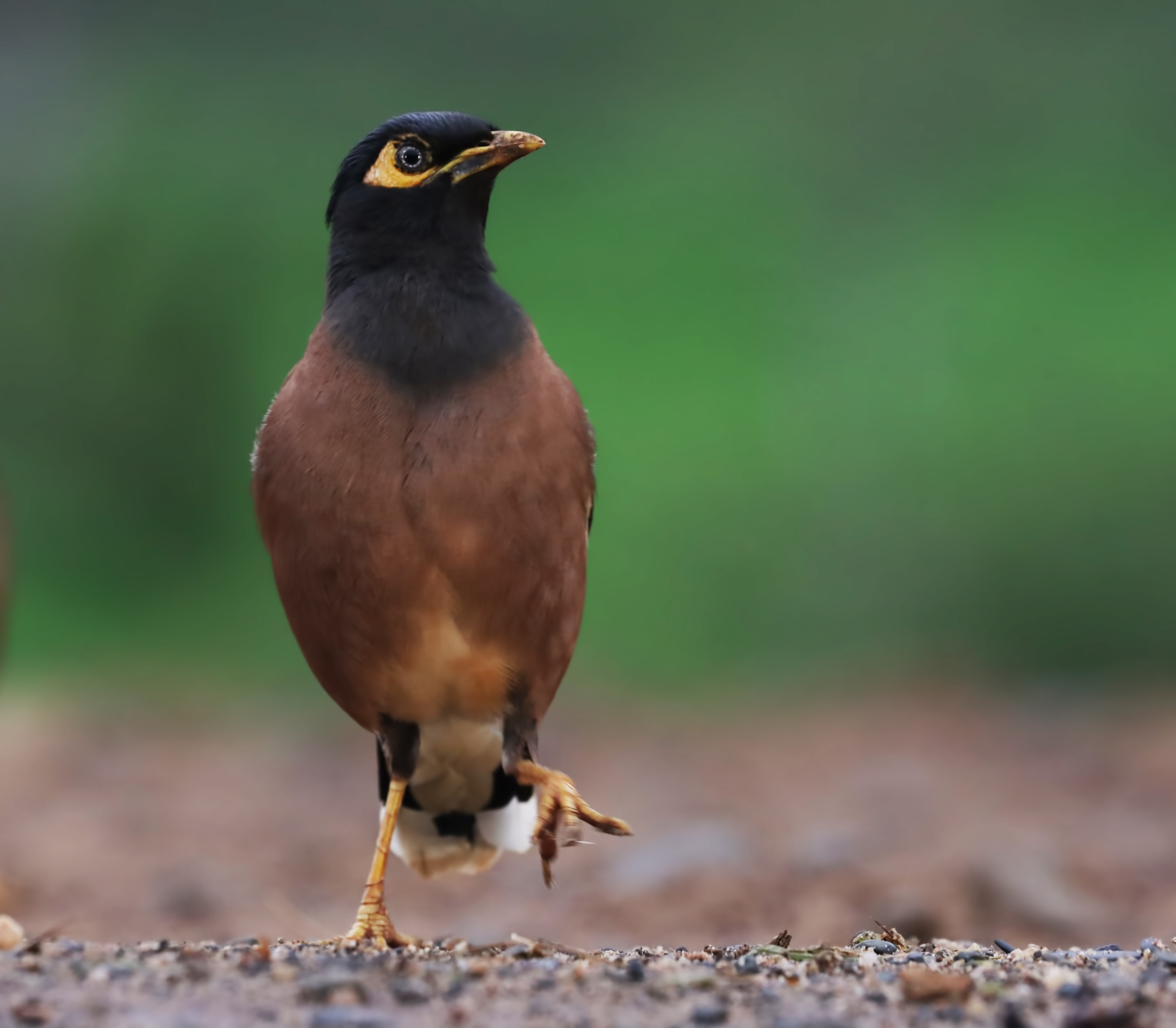 Common Myna