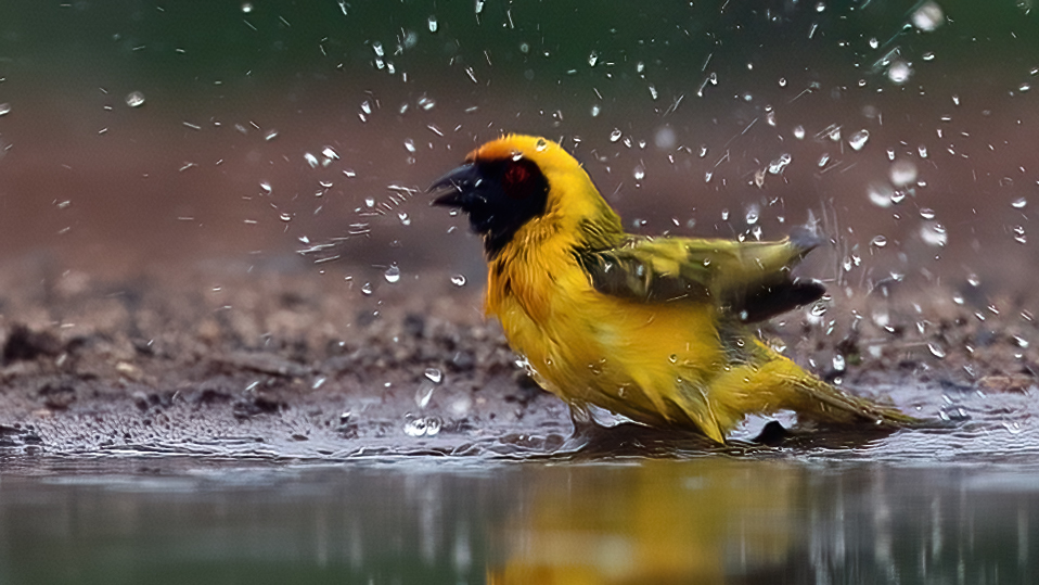 Village Weaver