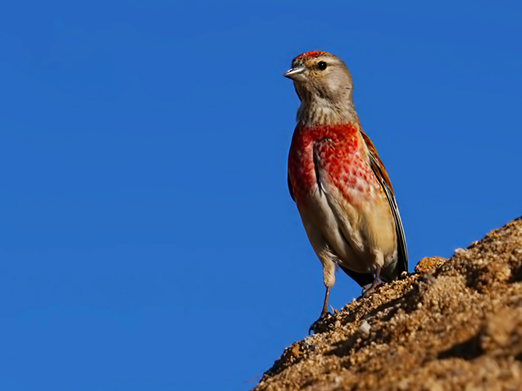 Eurasian Linnet