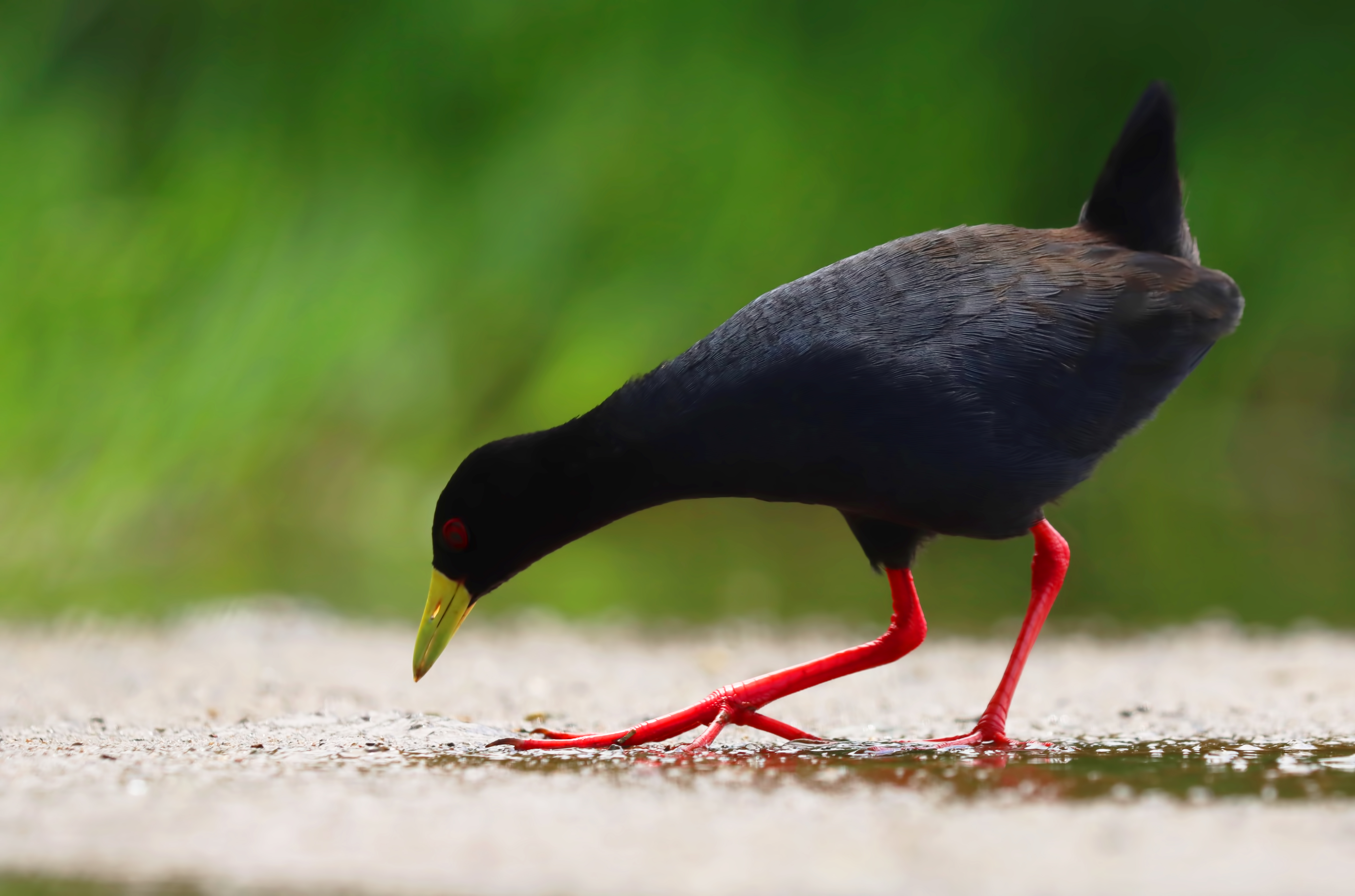 Black Crake