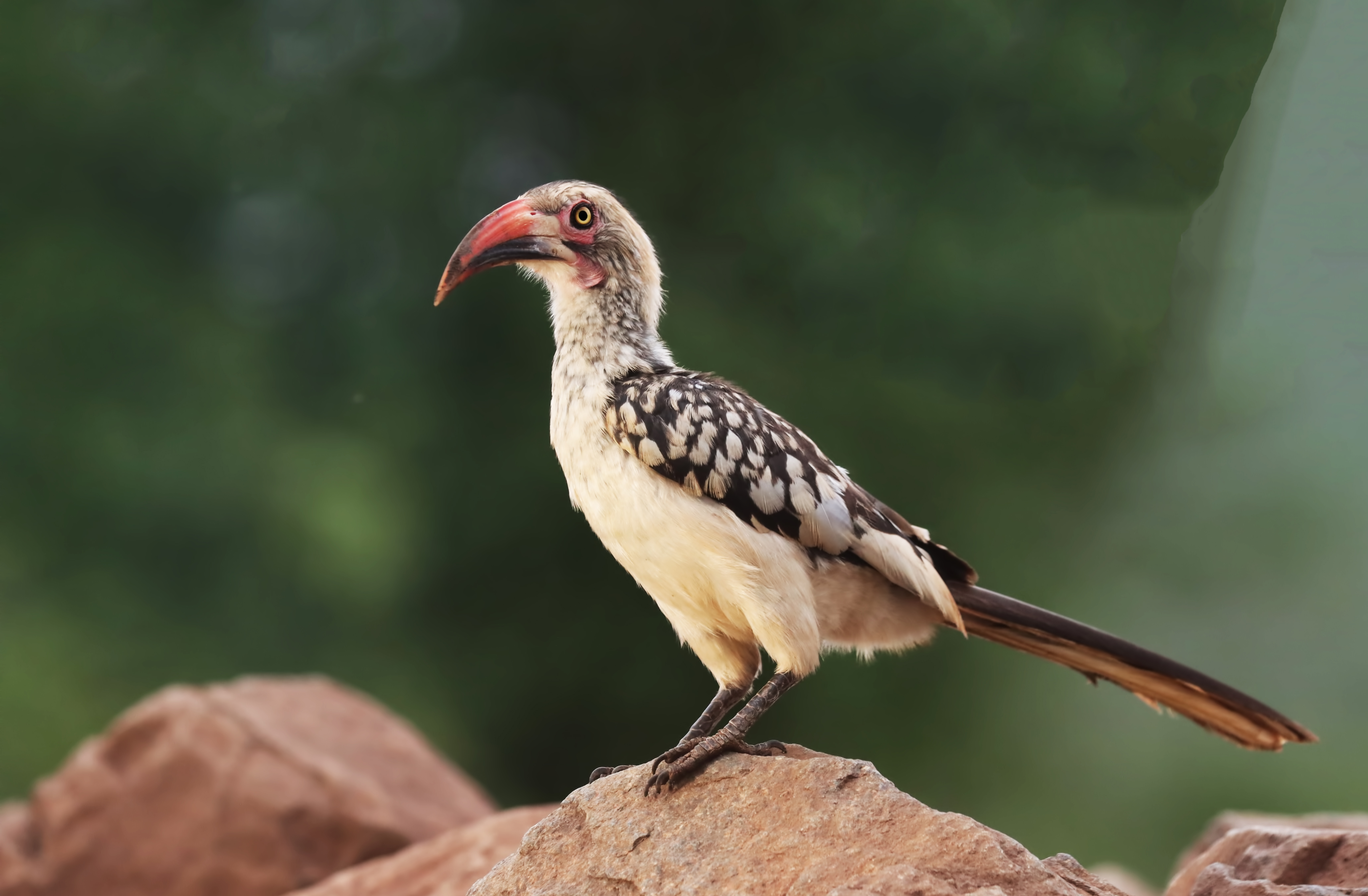 Southern Red-billed Hornbill