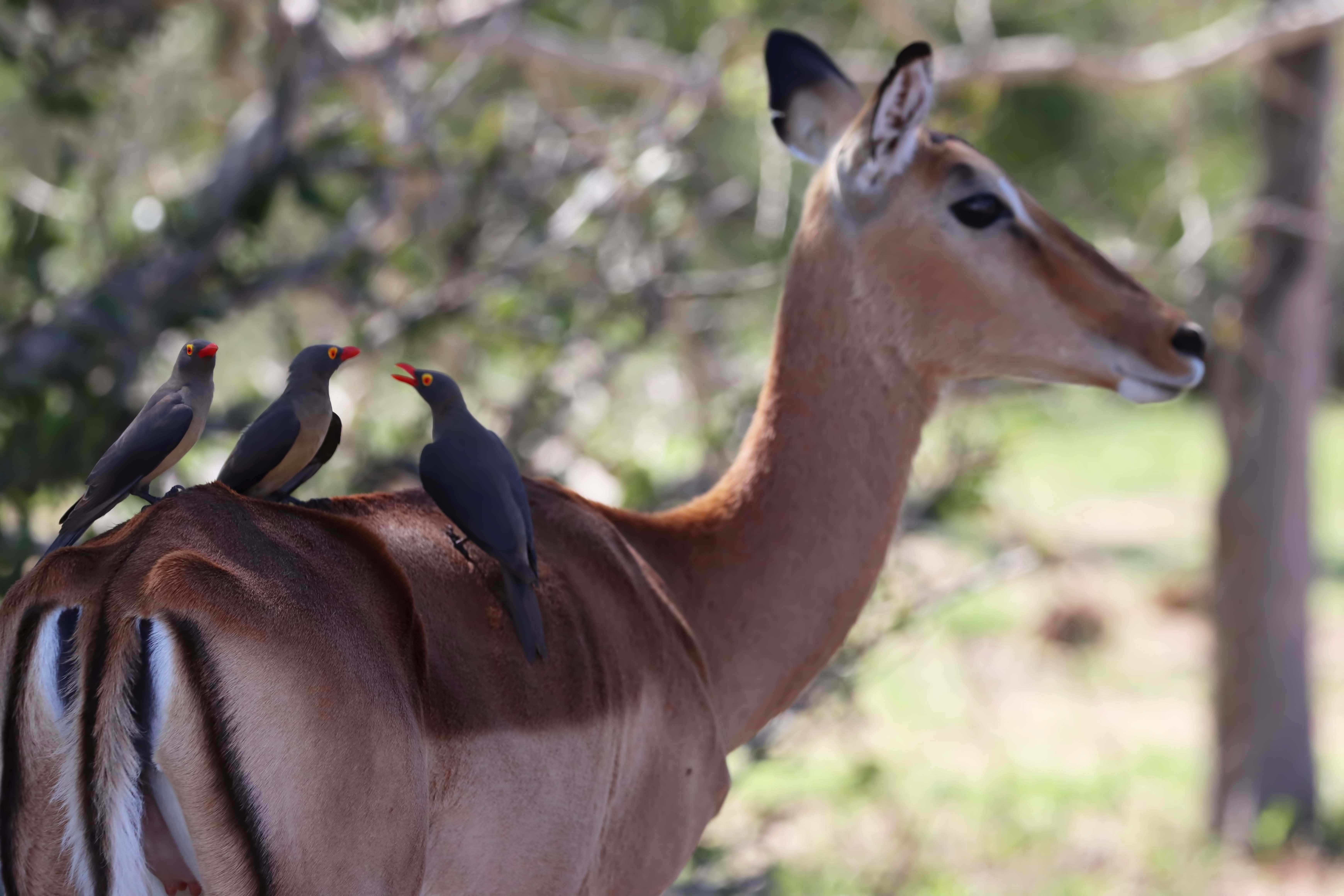 Red-billed Oxpecker — Ana fotoğraf