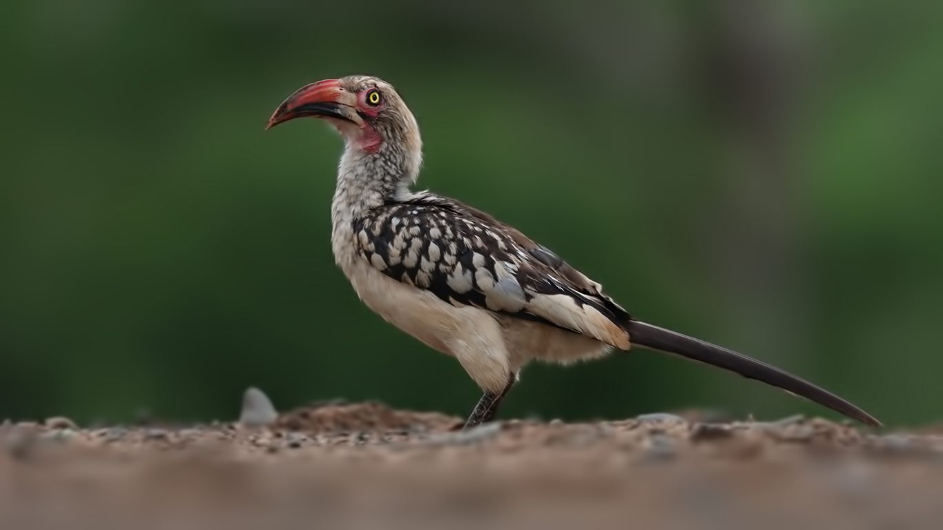 Southern Red-billed Hornbill