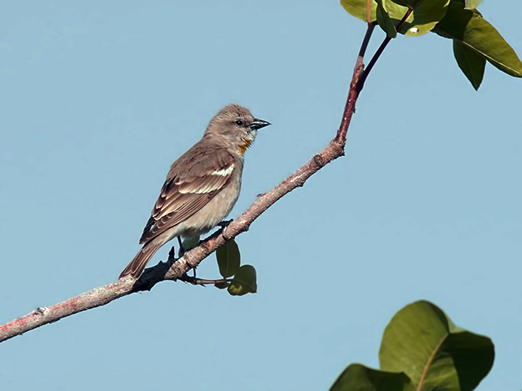 Yellow-throated Sparrow