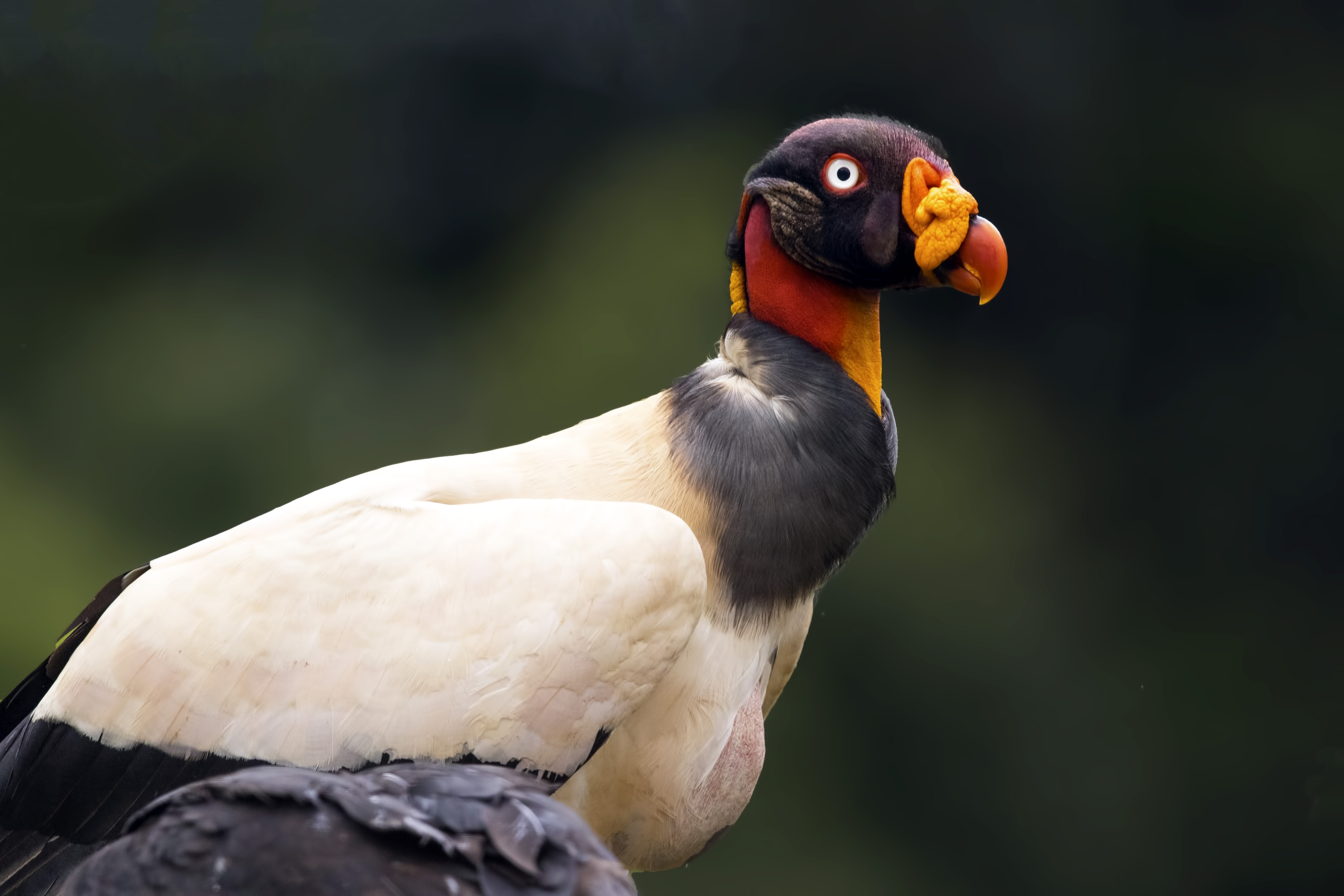 King Vulture