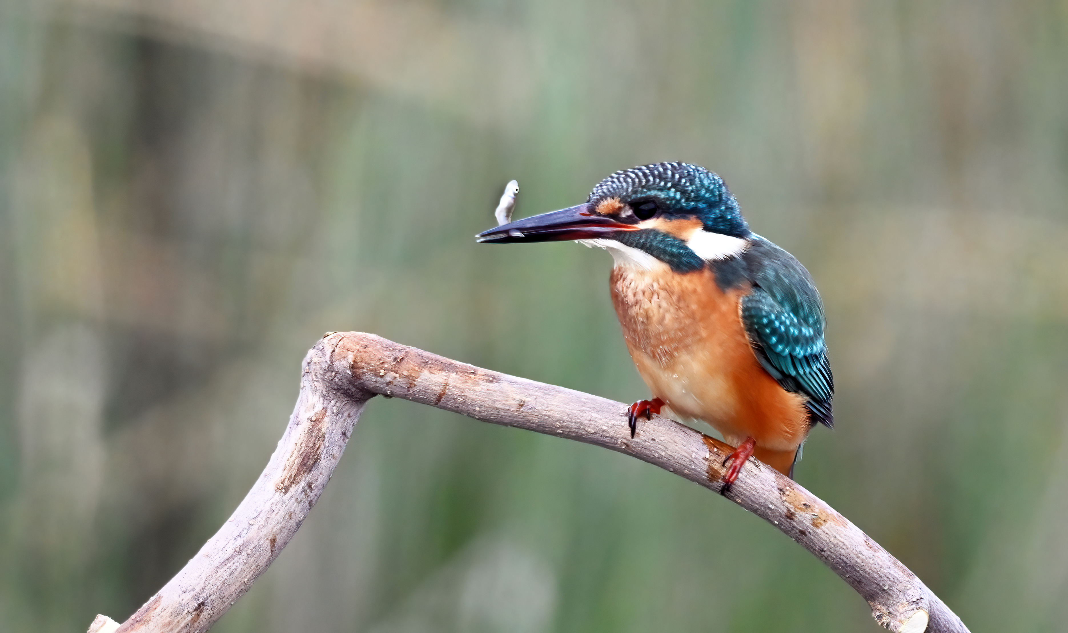 Common Kingfisher