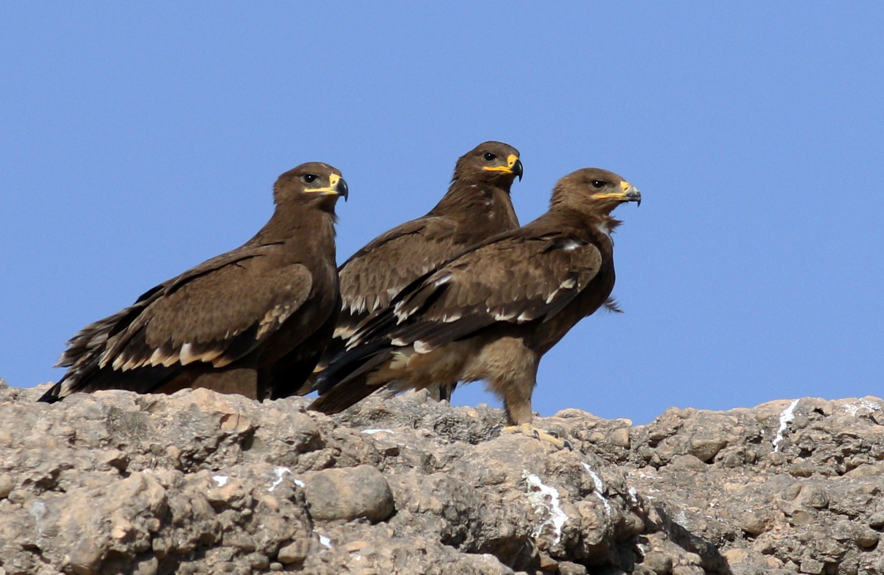 Steppe Eagle