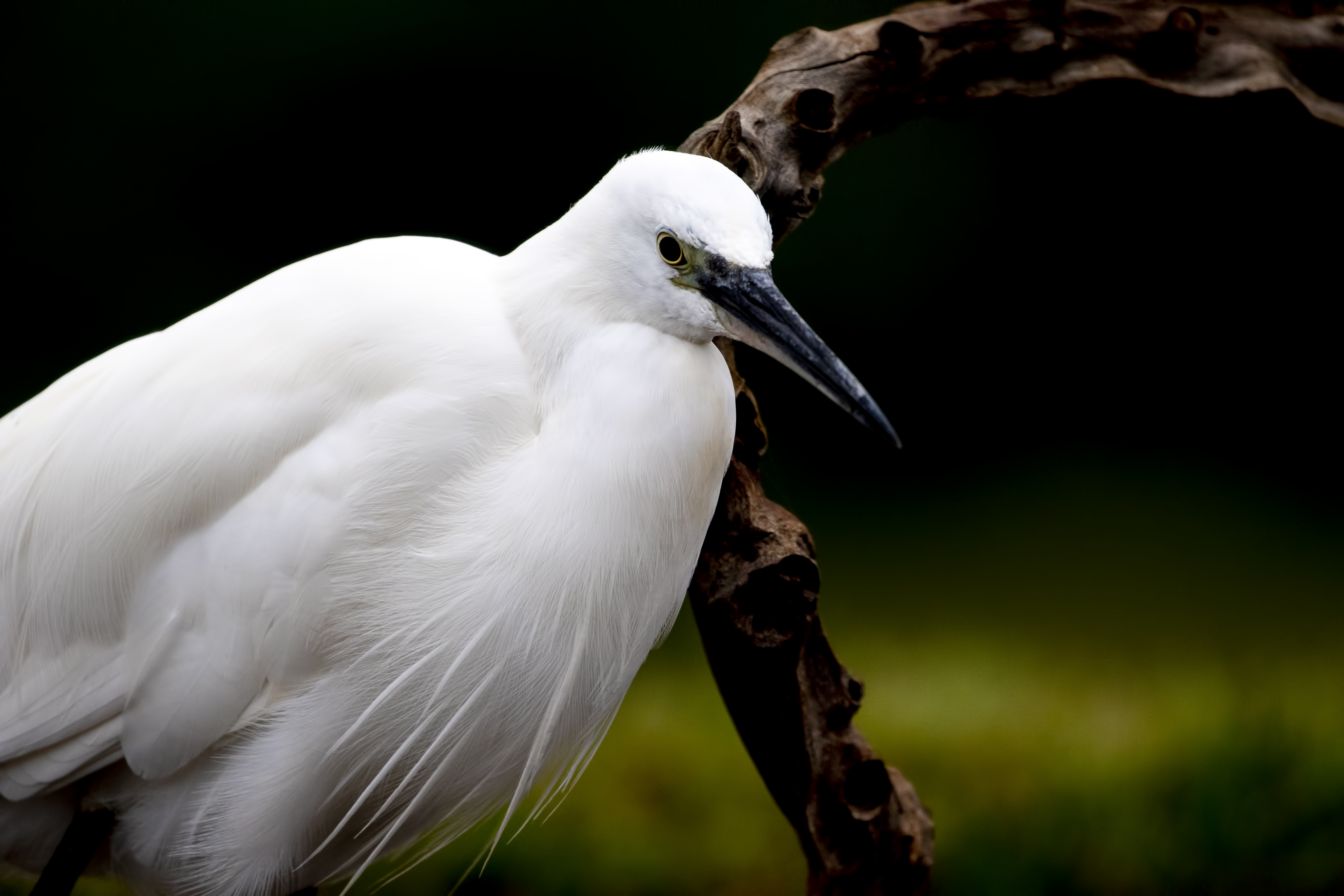 Little Egret