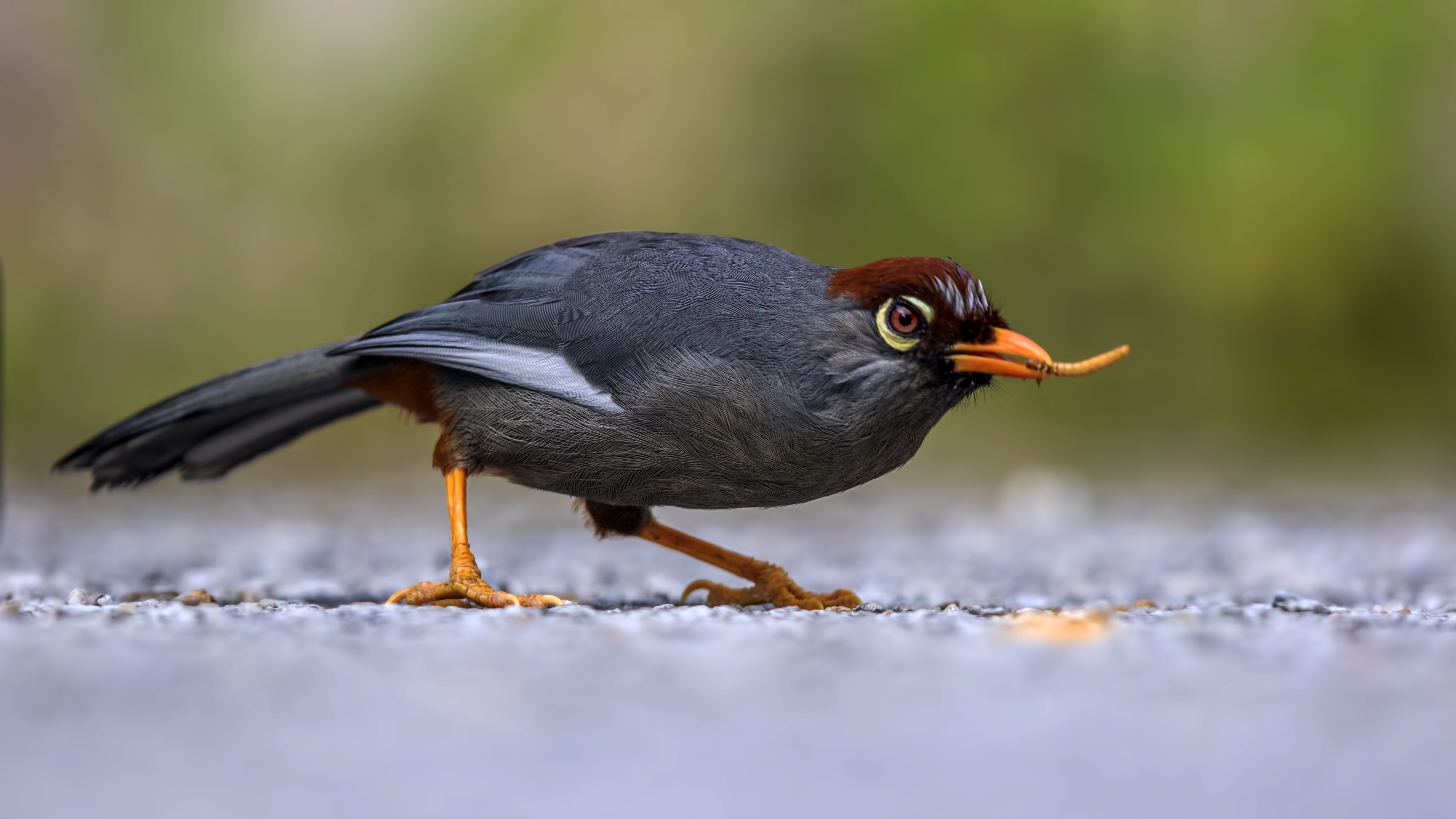 Chestnut-capped Thrush