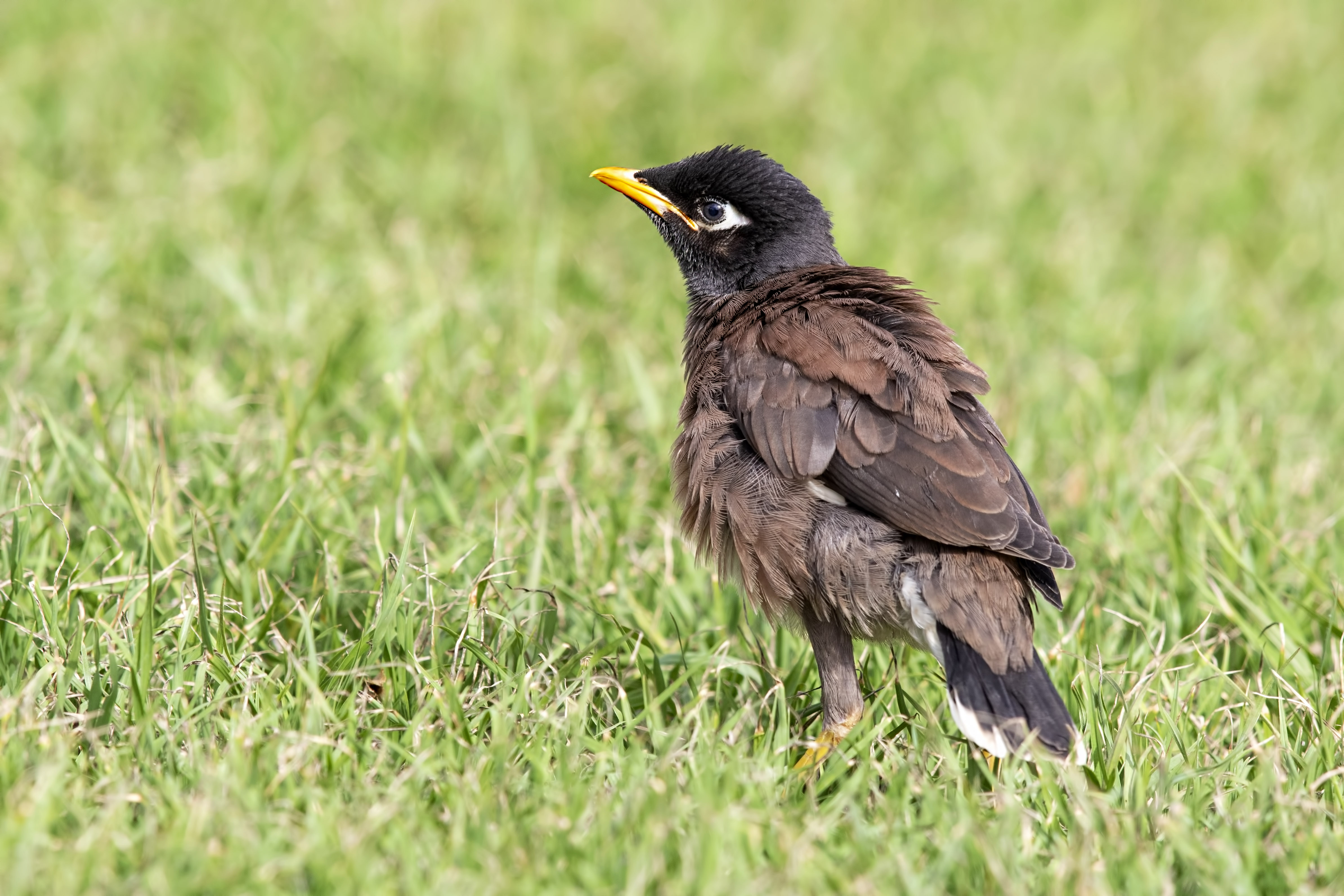 Common Myna