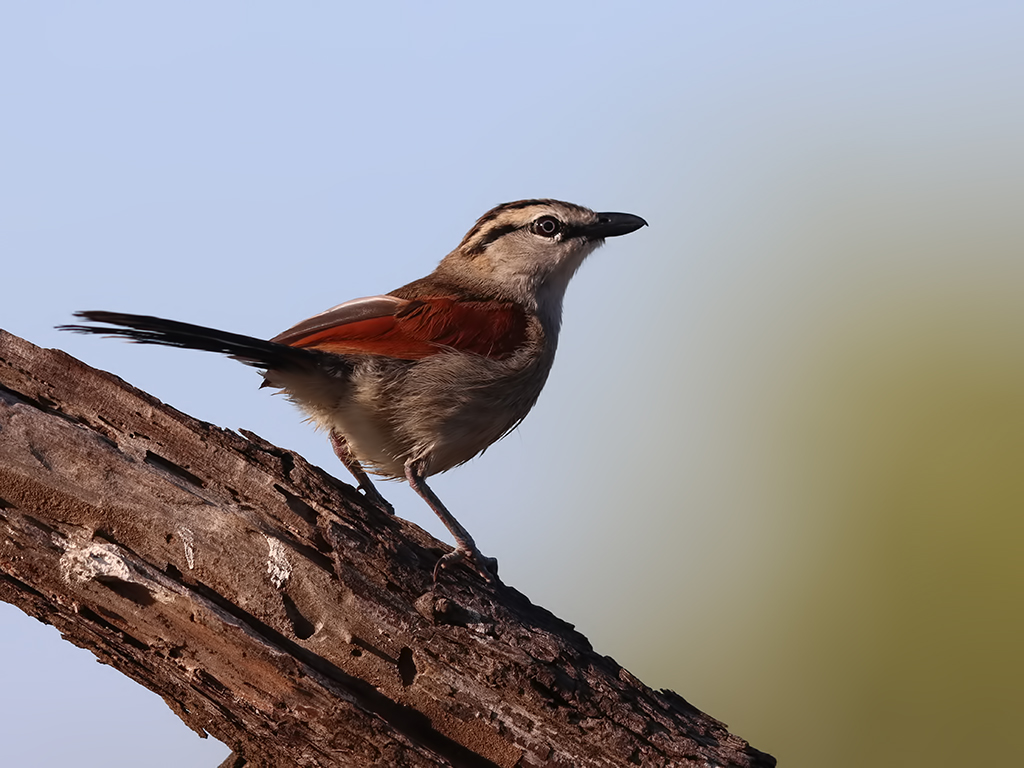 Brown-crowned Tchagra — Ana fotoğraf