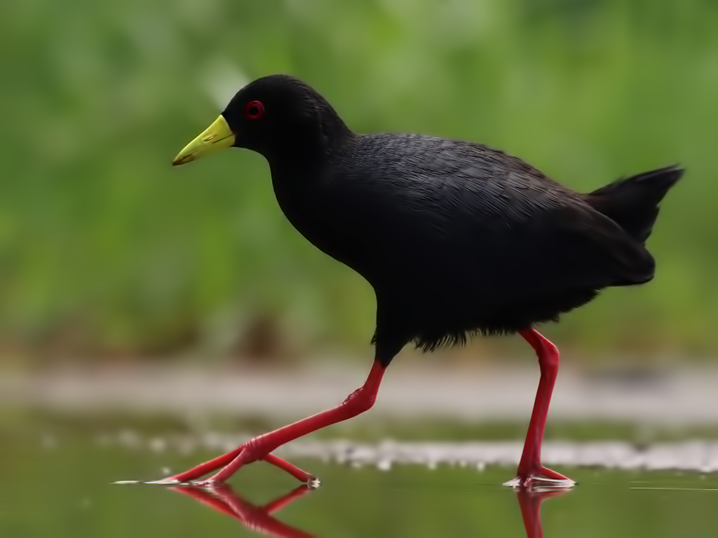Black Crake — Ana fotoğraf