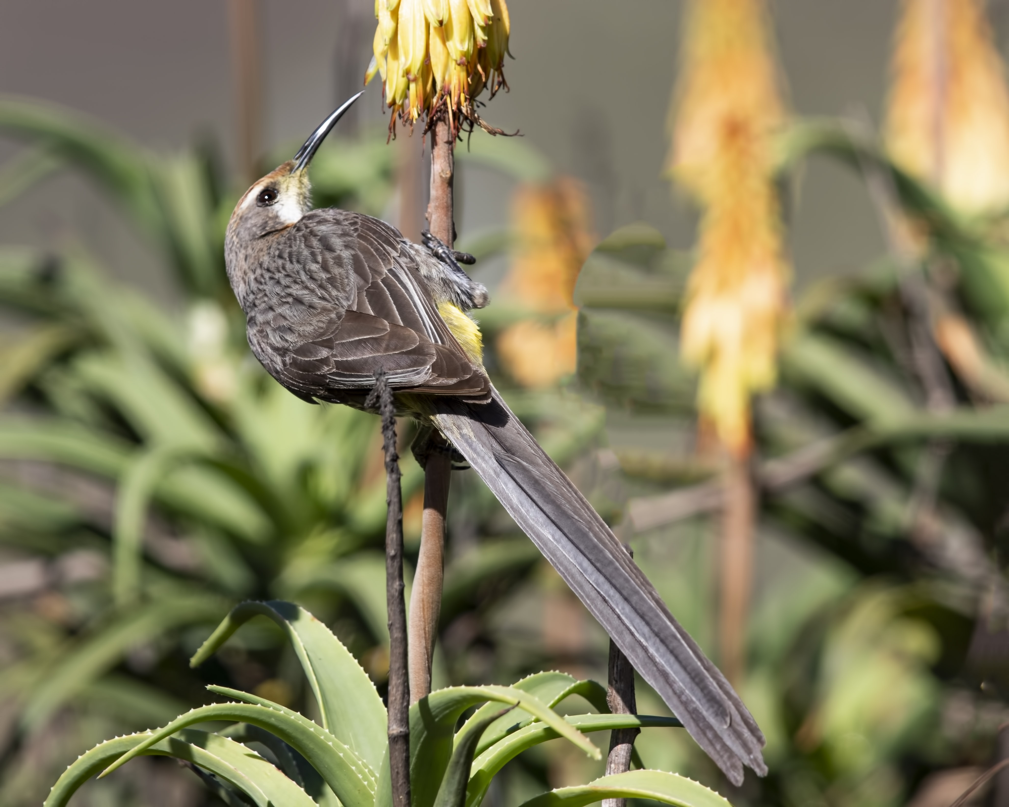 Cape Sugarbird