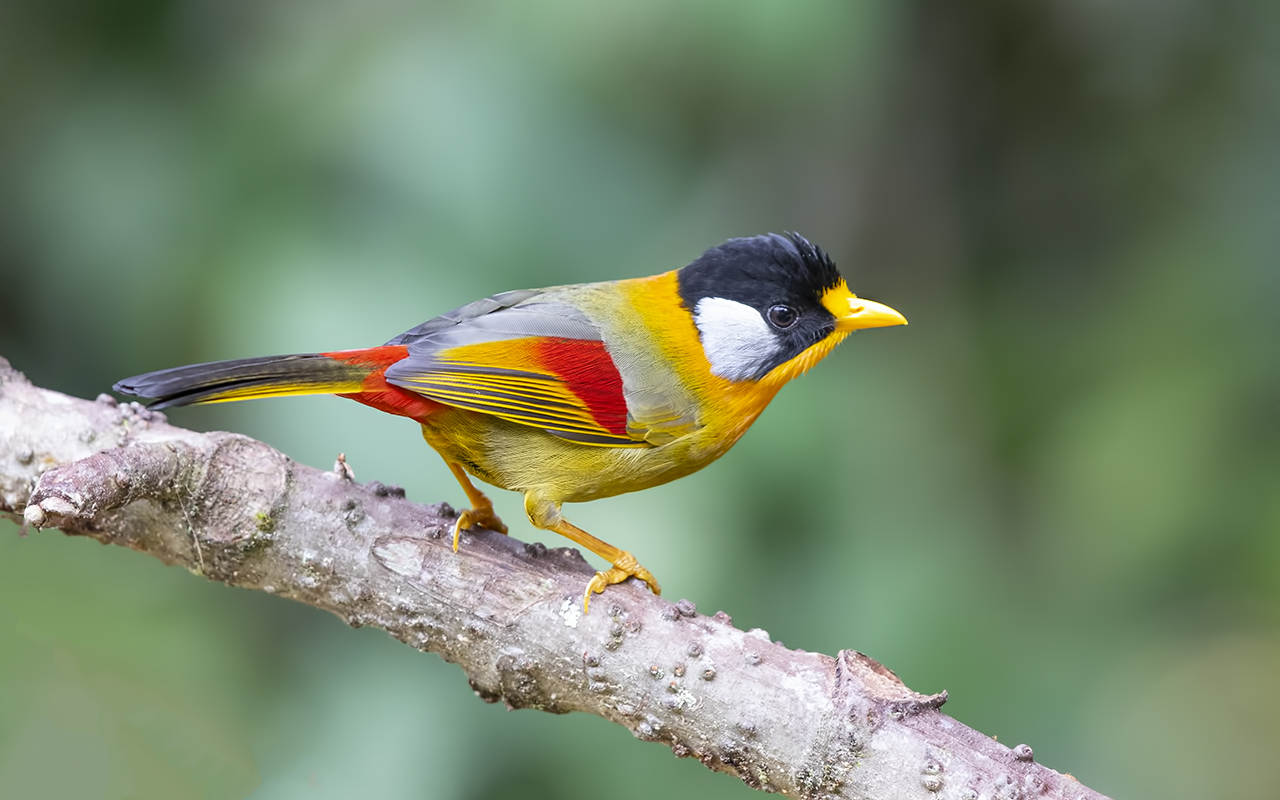 Silver-eared Mesia