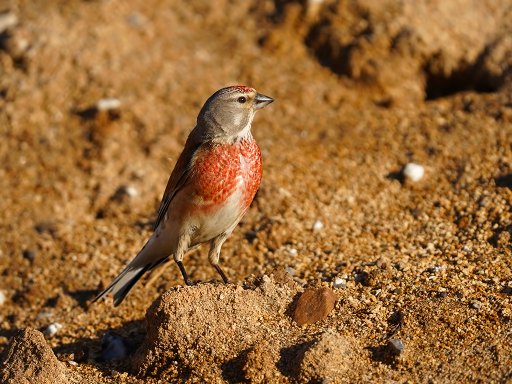 Eurasian Linnet