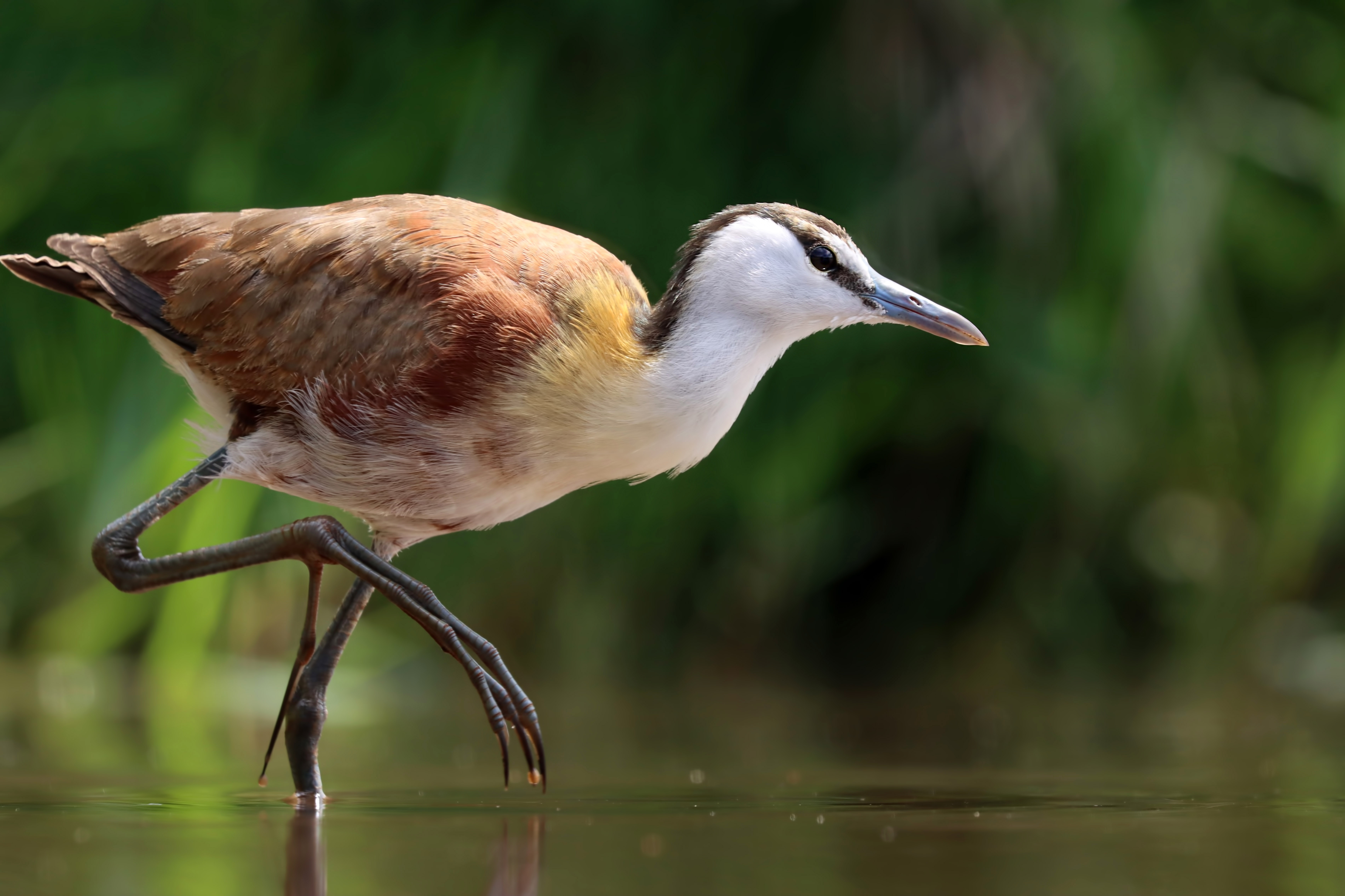 African Jacana — Ana fotoğraf