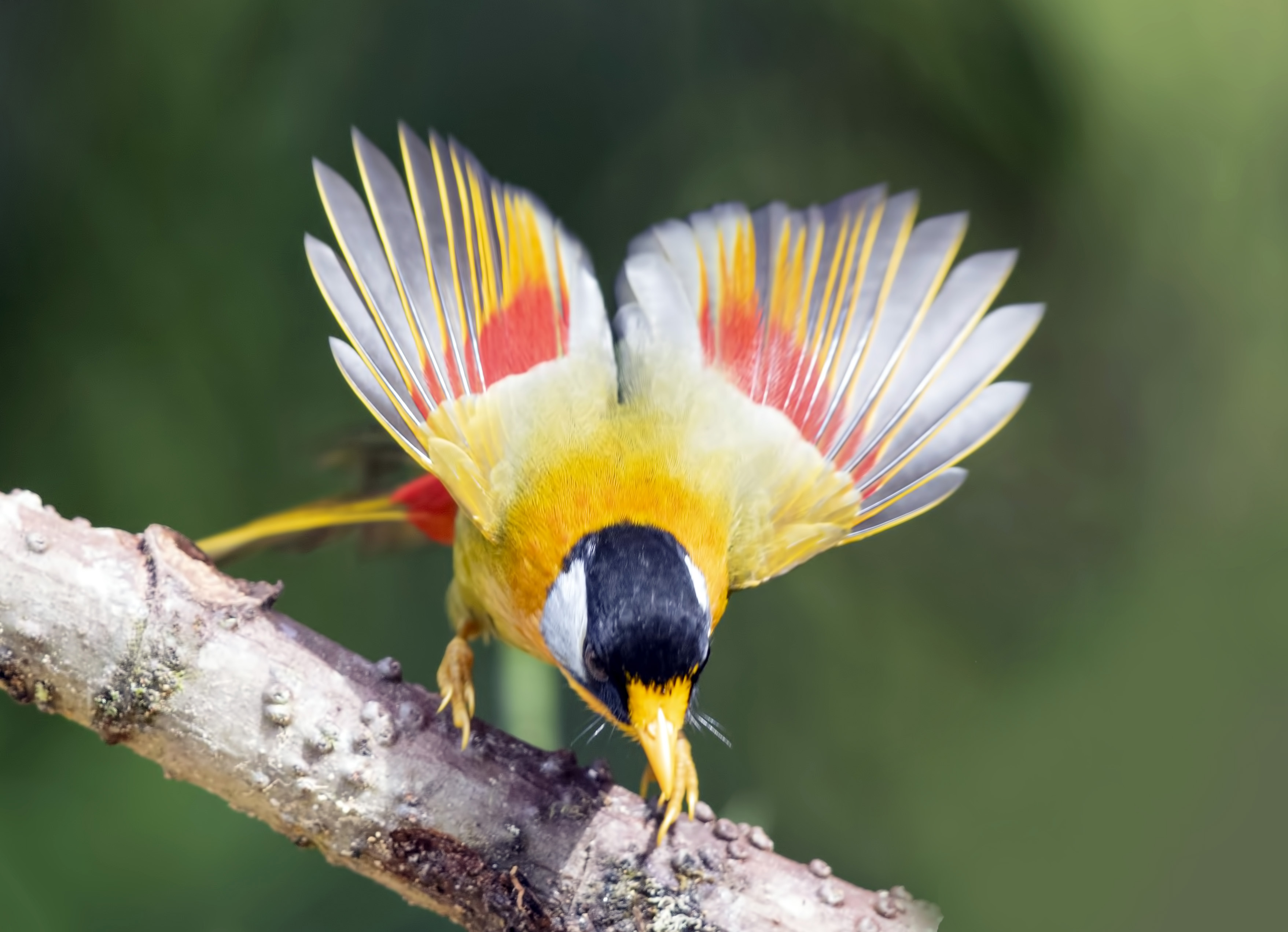 Silver-eared Mesia