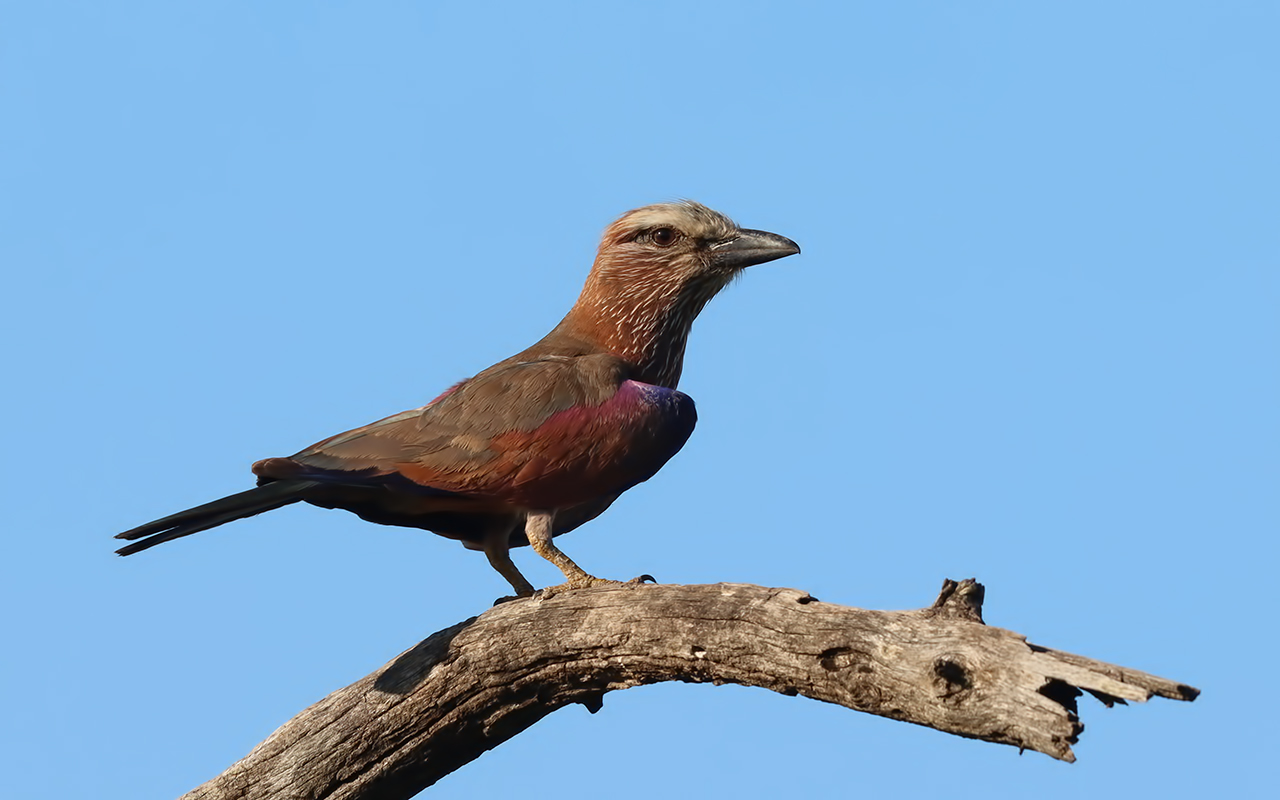 Rufous-crowned Roller