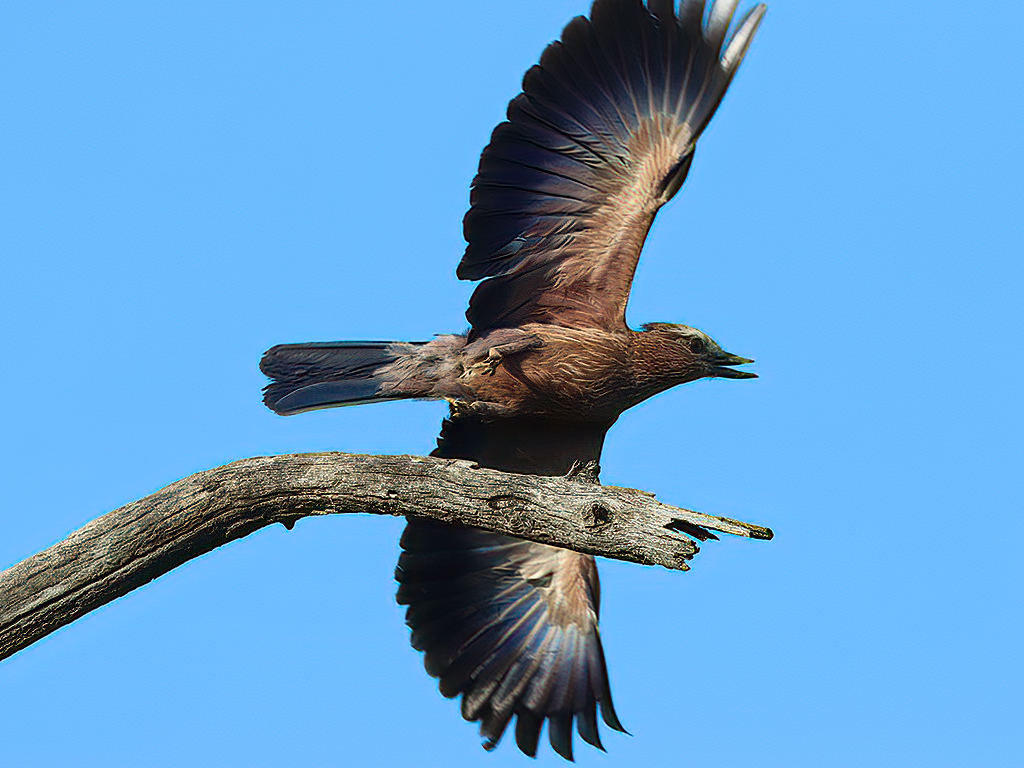 Rufous-crowned Roller