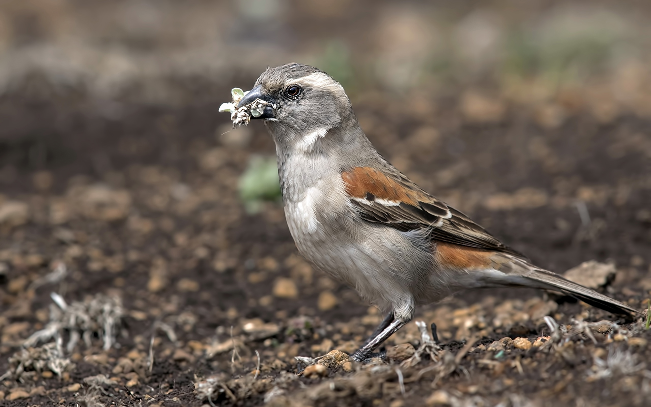 Cape Sparrow